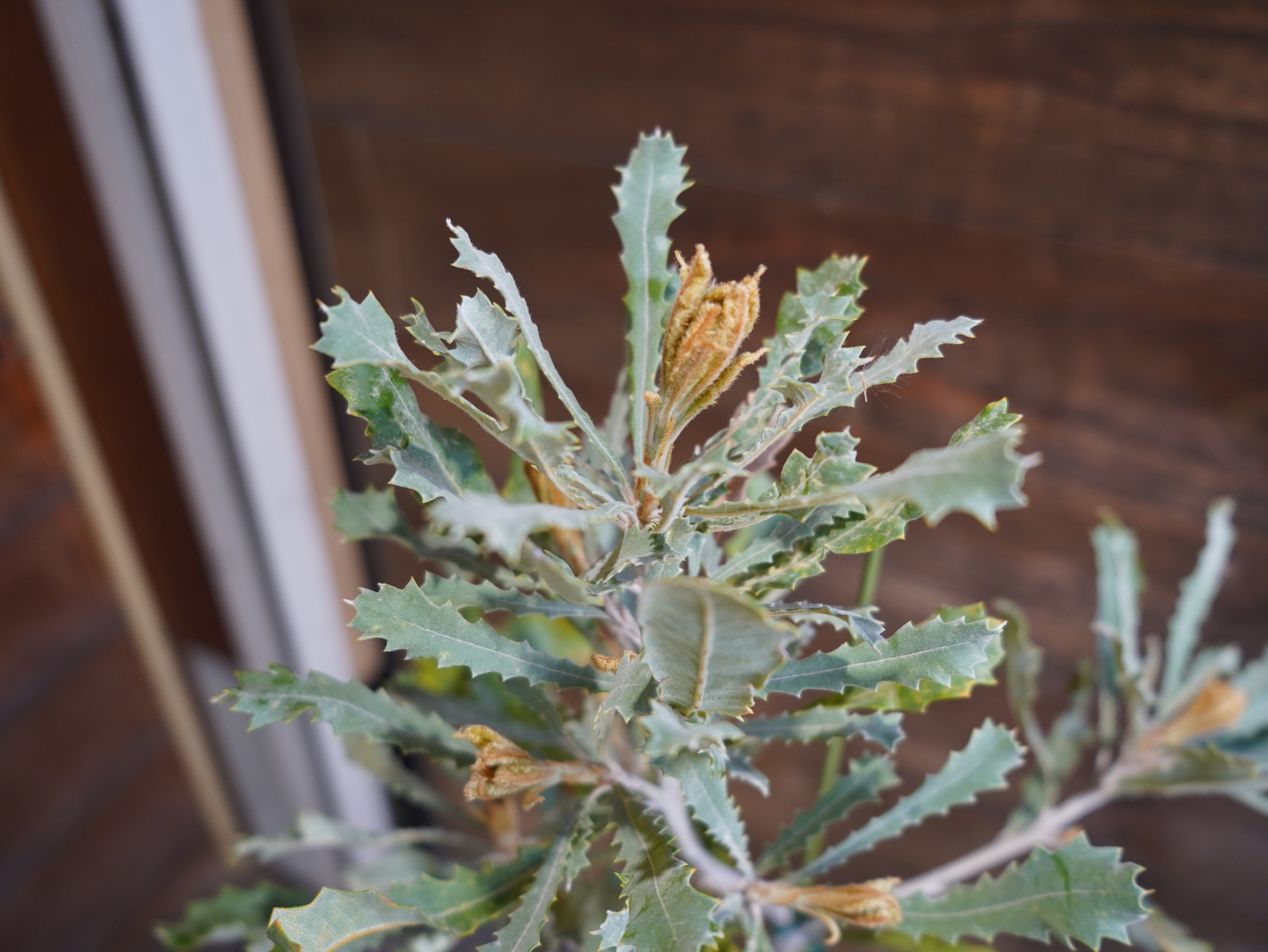 【現物】バンクシア　”バウエリ”　A