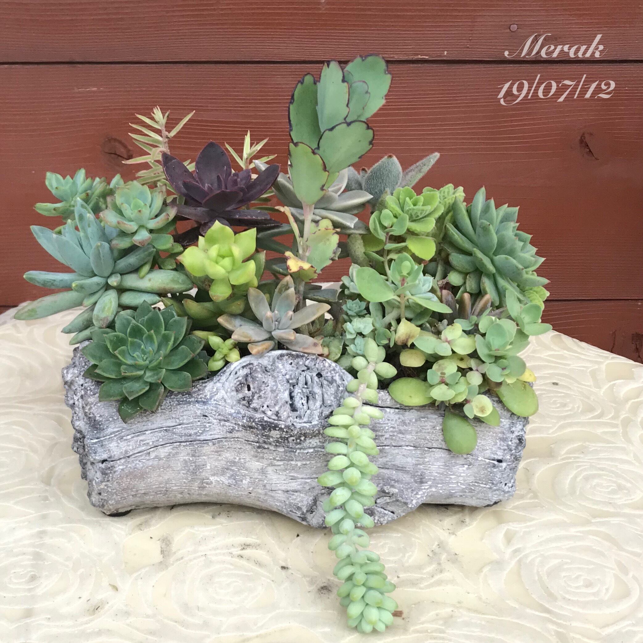 新品同様 流木多肉寄せ植えno 136 5ccb6e4c 定期お届け便 Pn Batam Go Id