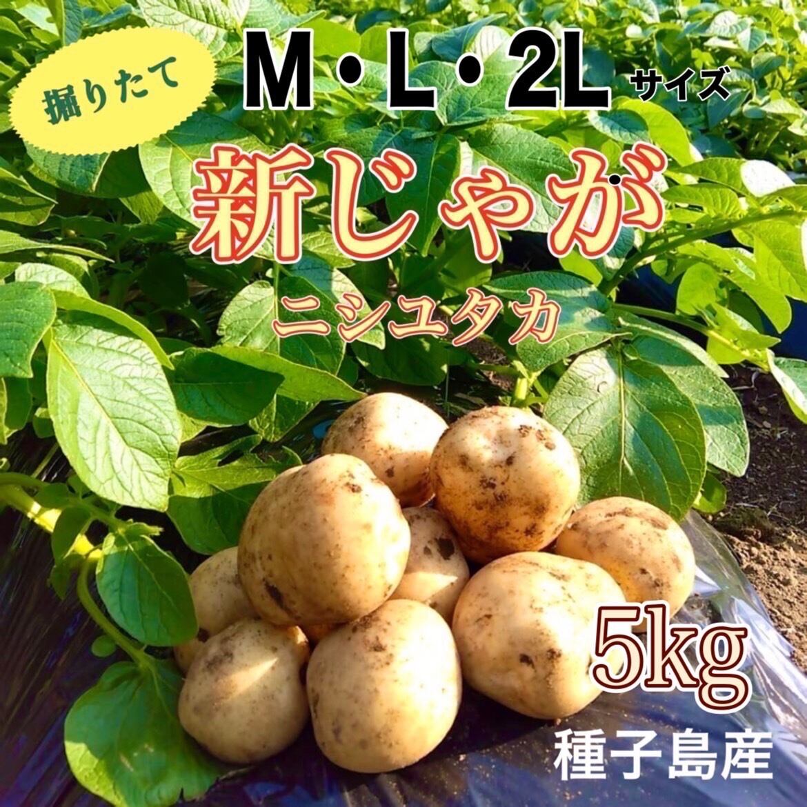 新じゃが M〜2L 5kg(箱別) | aimo農園