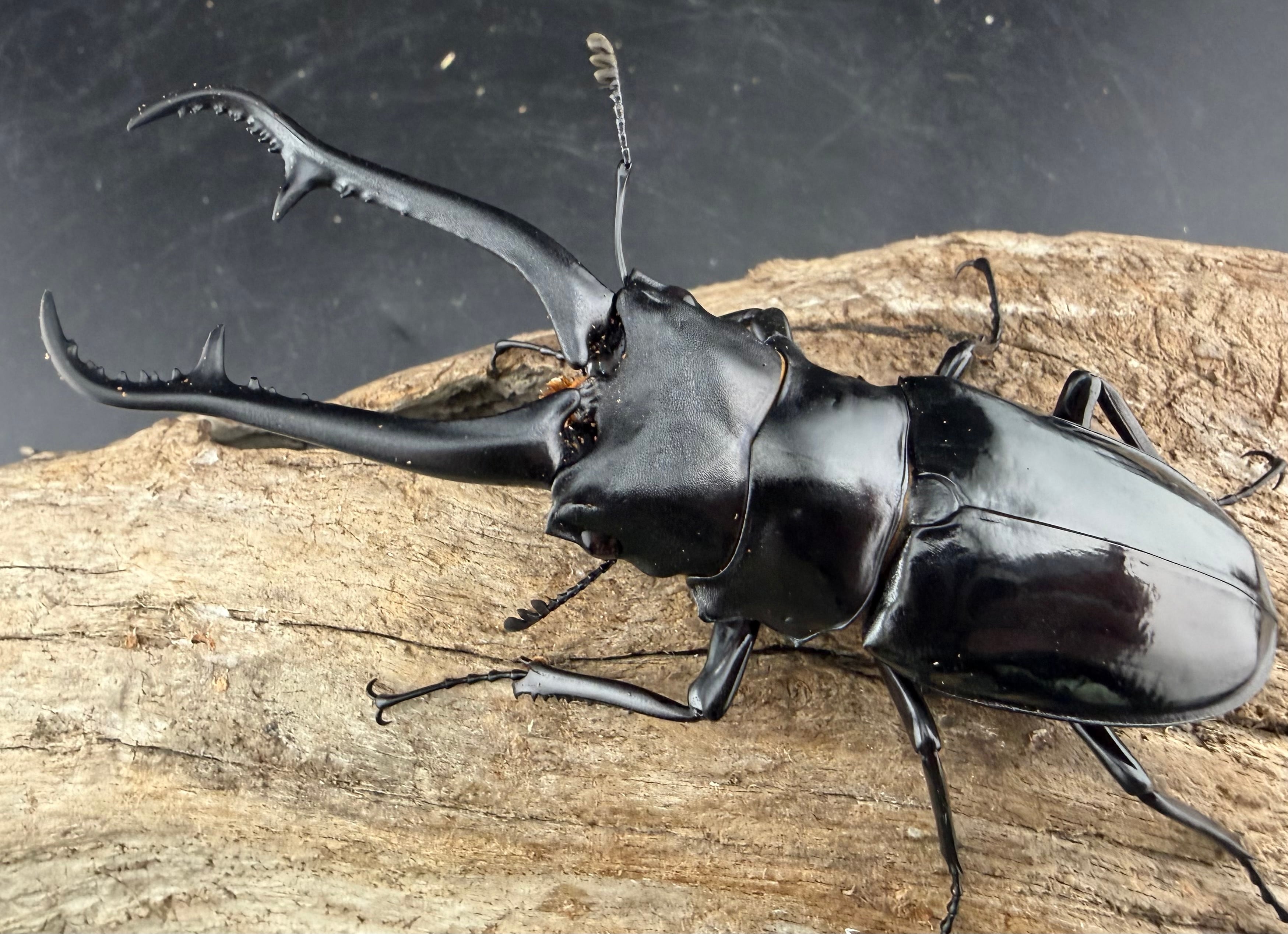 WD】《ギラファノコギリ亜種ダイスケ ネグロス島産 94mm ペア》 | KPW