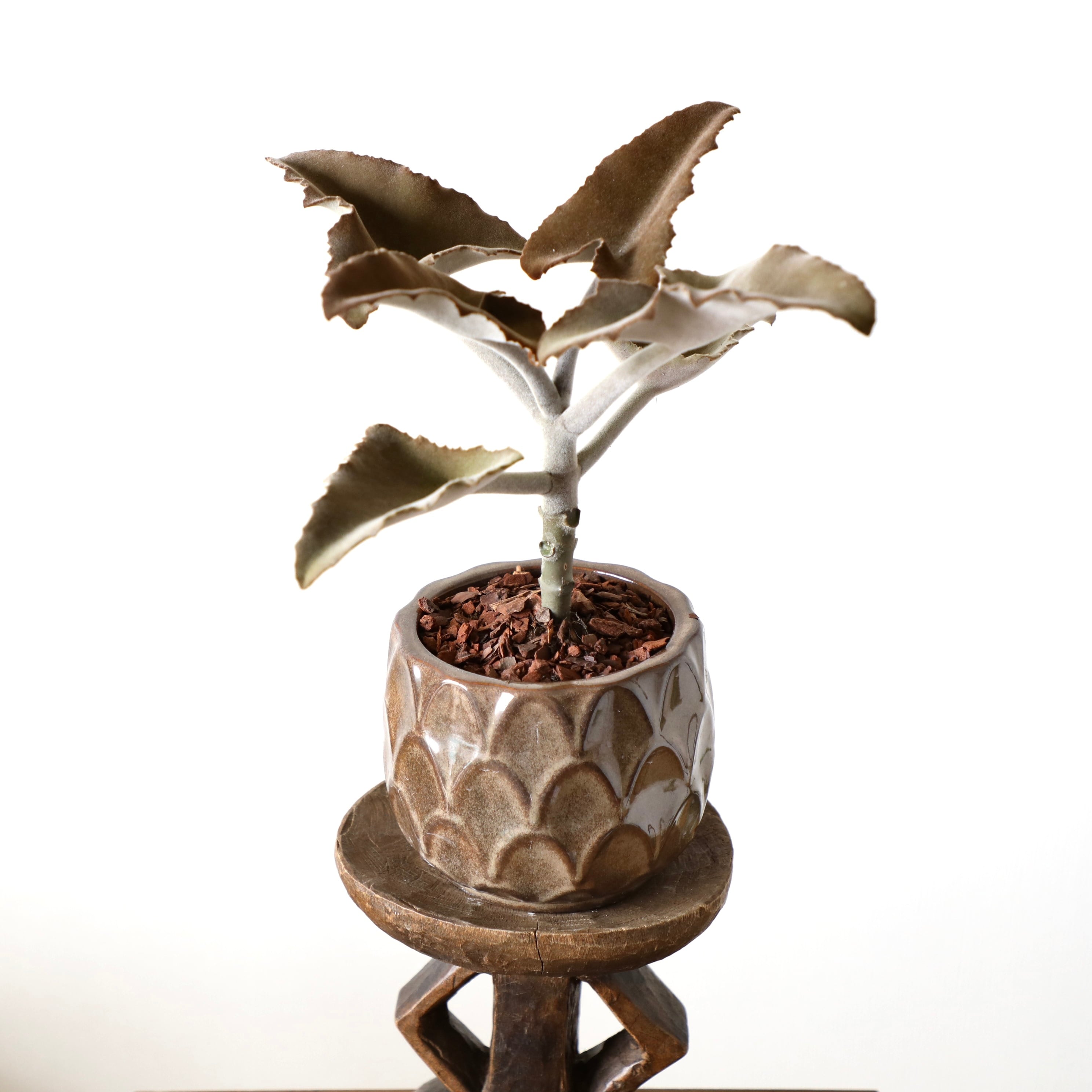 希少サイズ カランコエ ベハレンシス Kalanchoe Behalensis 陶器鉢付き 観葉植物と鉢 翠堂明 みどりどうめい