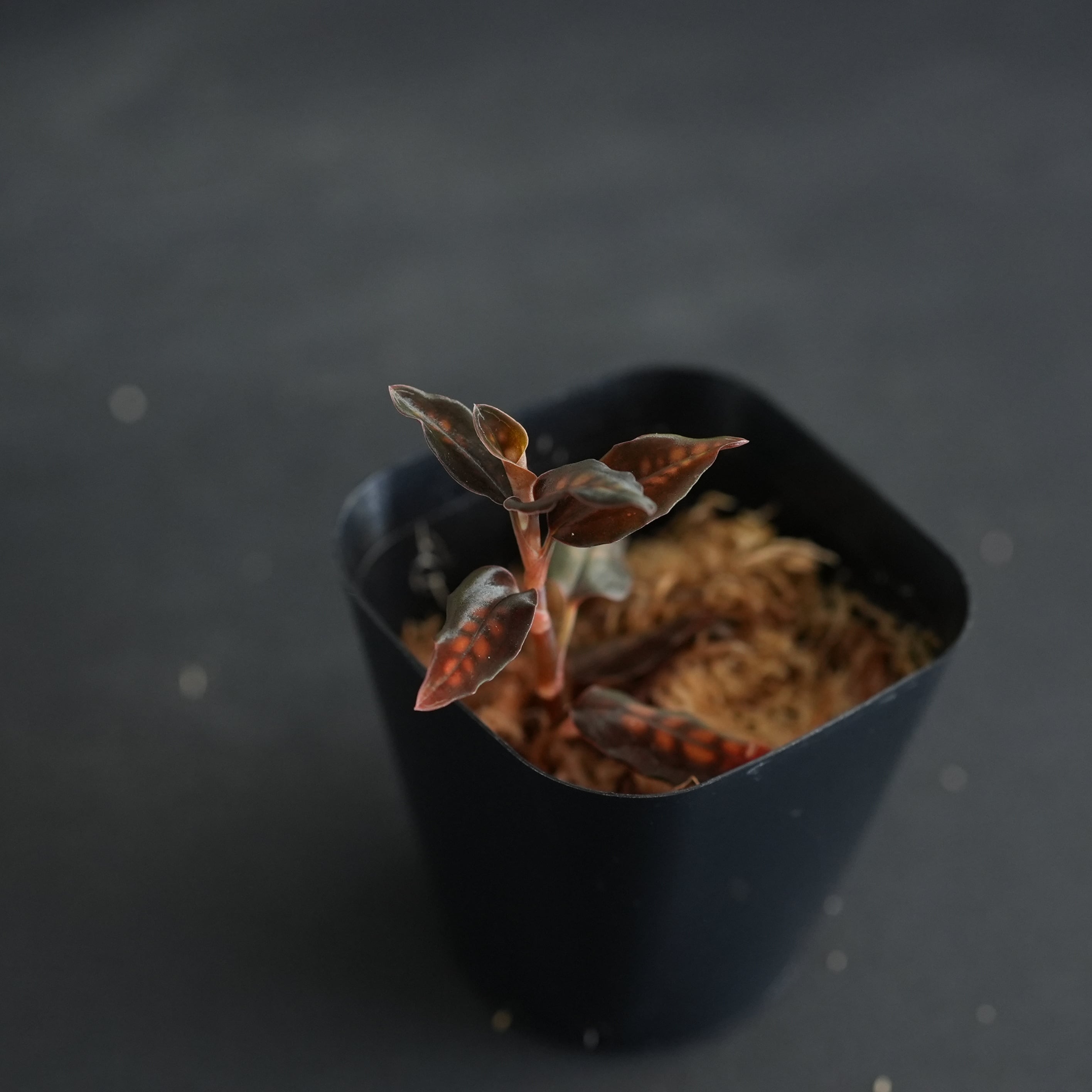 ◇現品◇Cystorchis stenoglossa【ジュエルオーキッド宝石蘭／TheGAKI