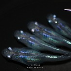Shizuku - しずくメダカ稚魚 10匹 thumbnail 2