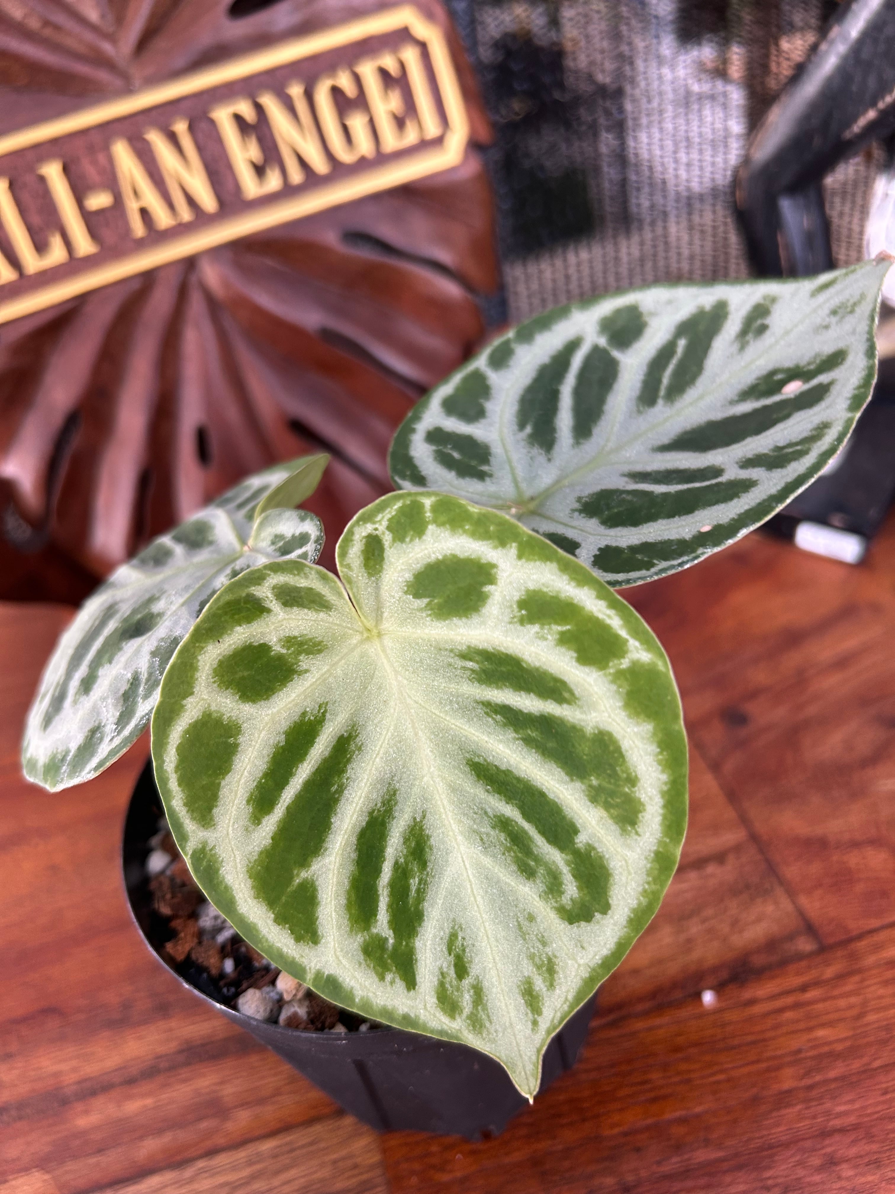 アンスリウムコンプリート Anthurium | BA PLants