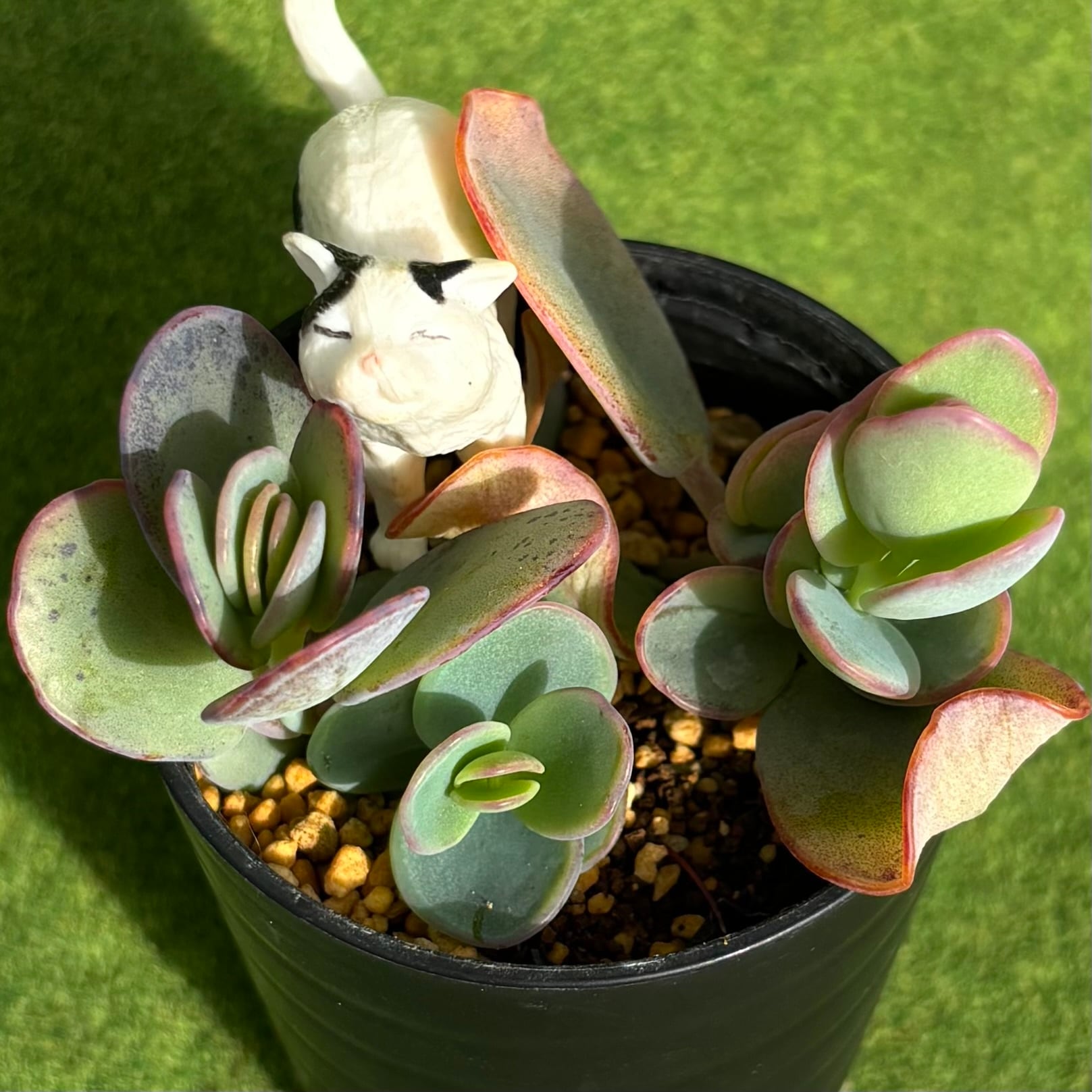 多肉植物 豆彦商店