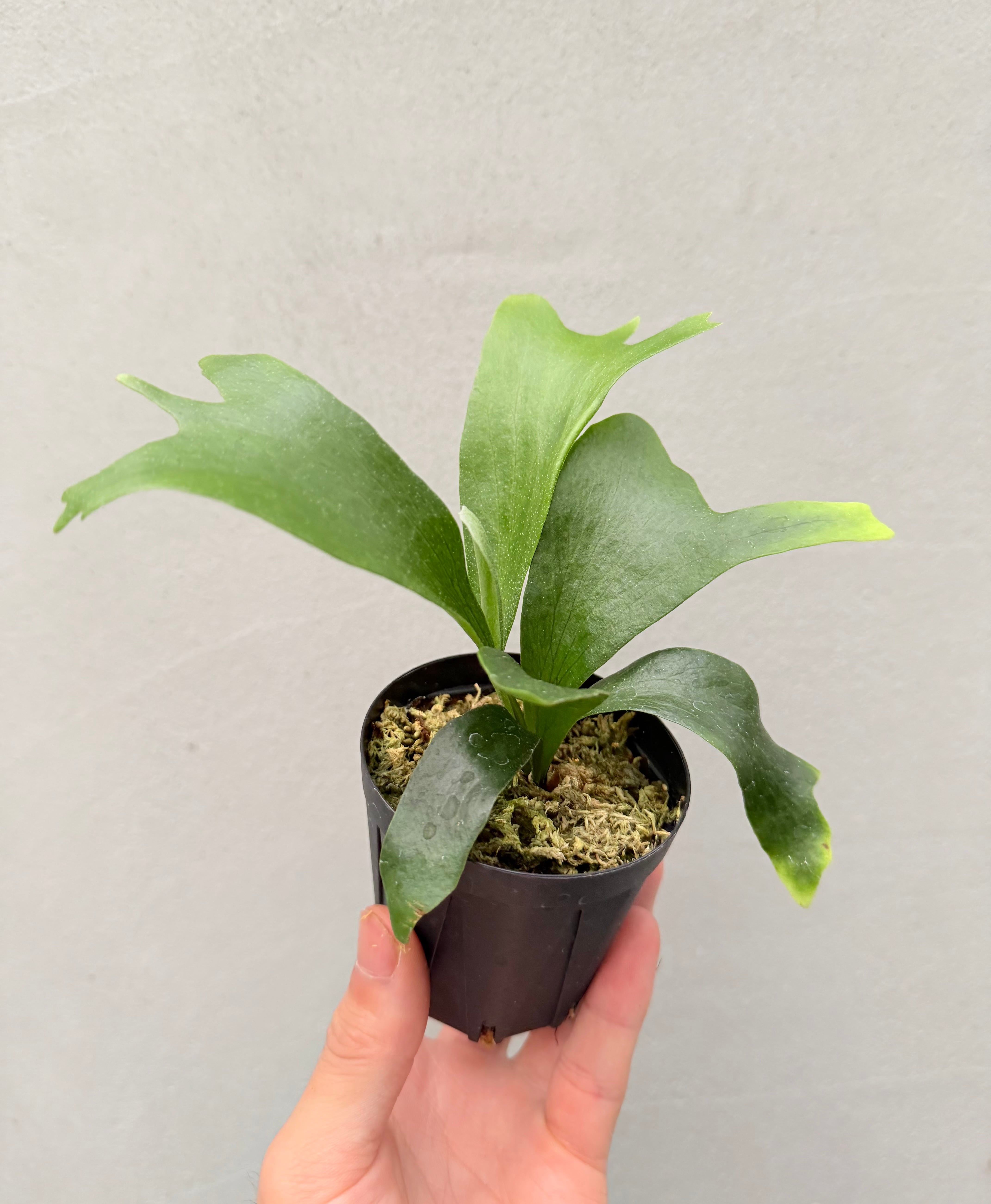 c) P. hillii 'Rod Pattison' (RP) spore grown ①ビカクシダ ヒリー