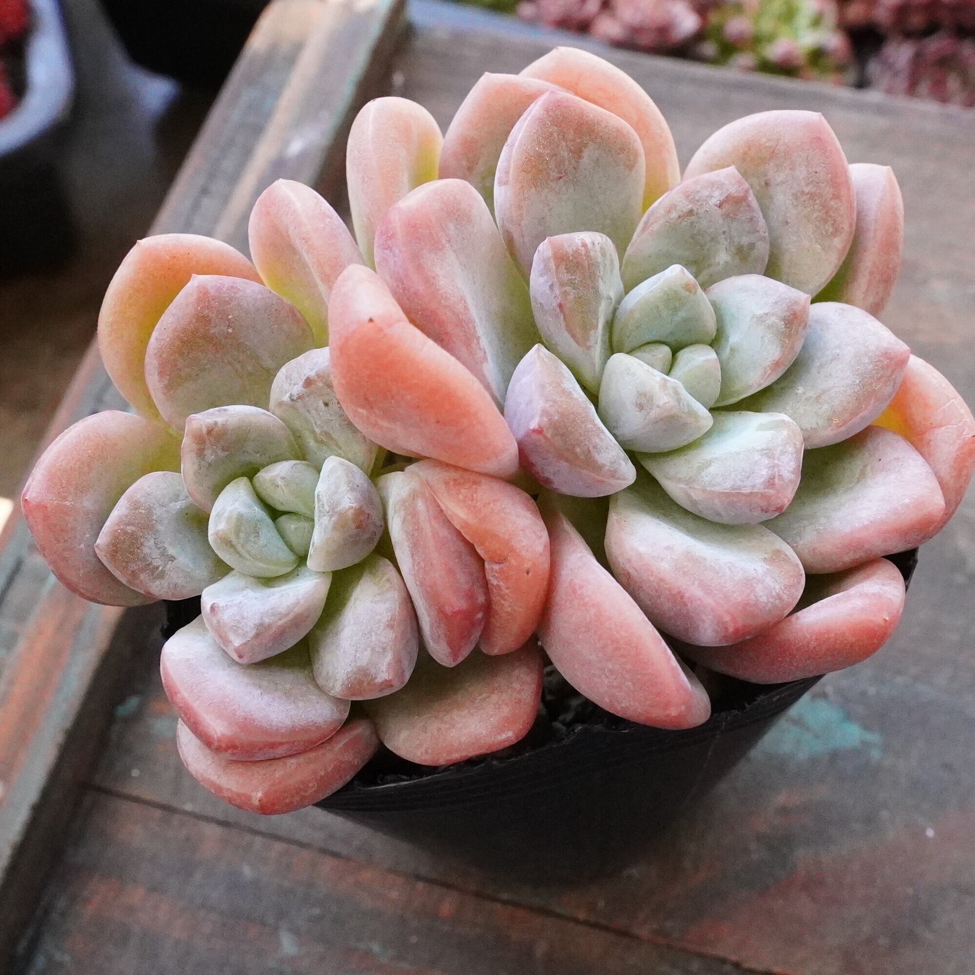 多肉植物 | E-TANIKU