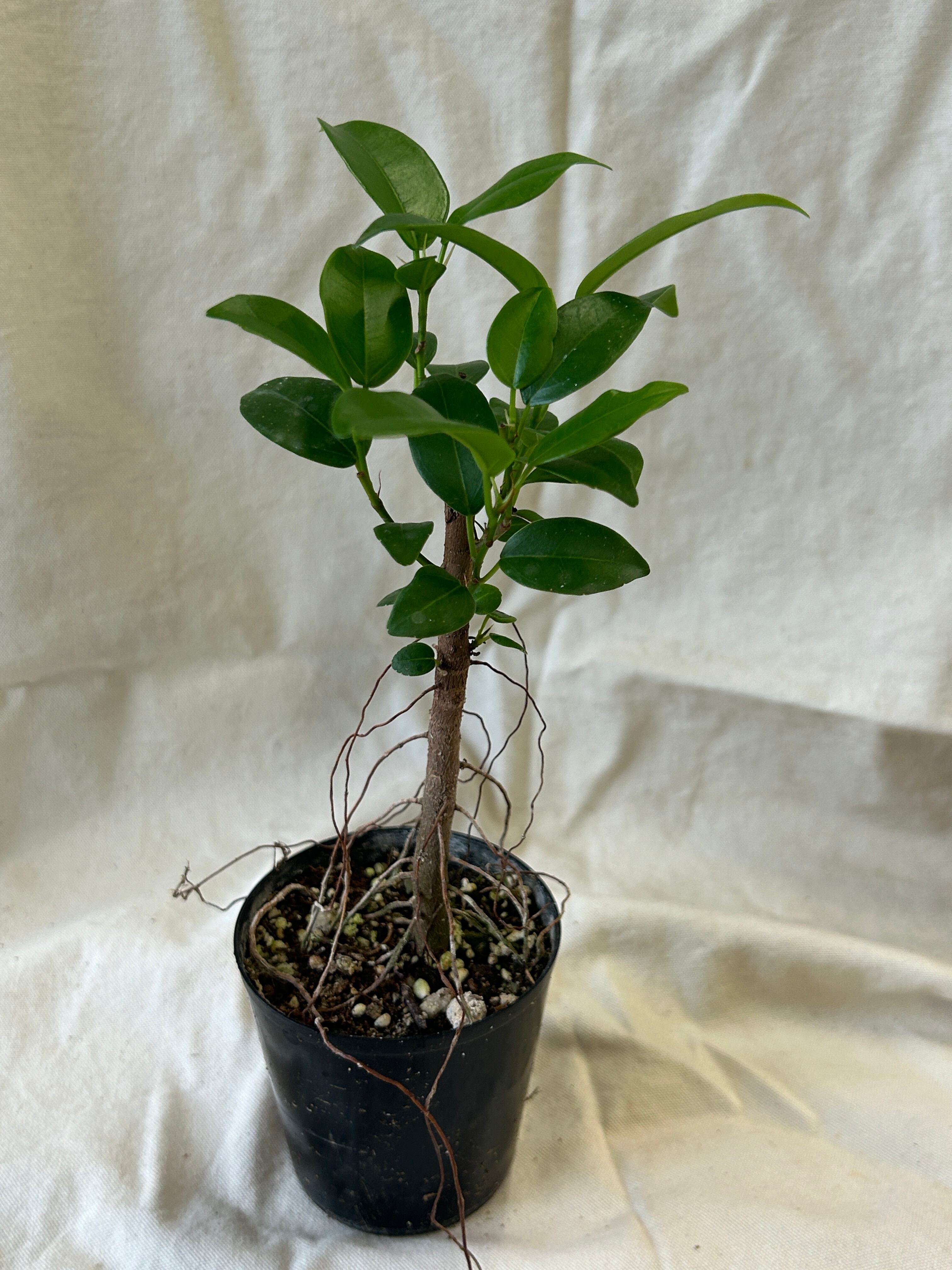 島バラ沖縄産 庚申薔薇こうしんばら挿し木成功ぬき苗 新し 