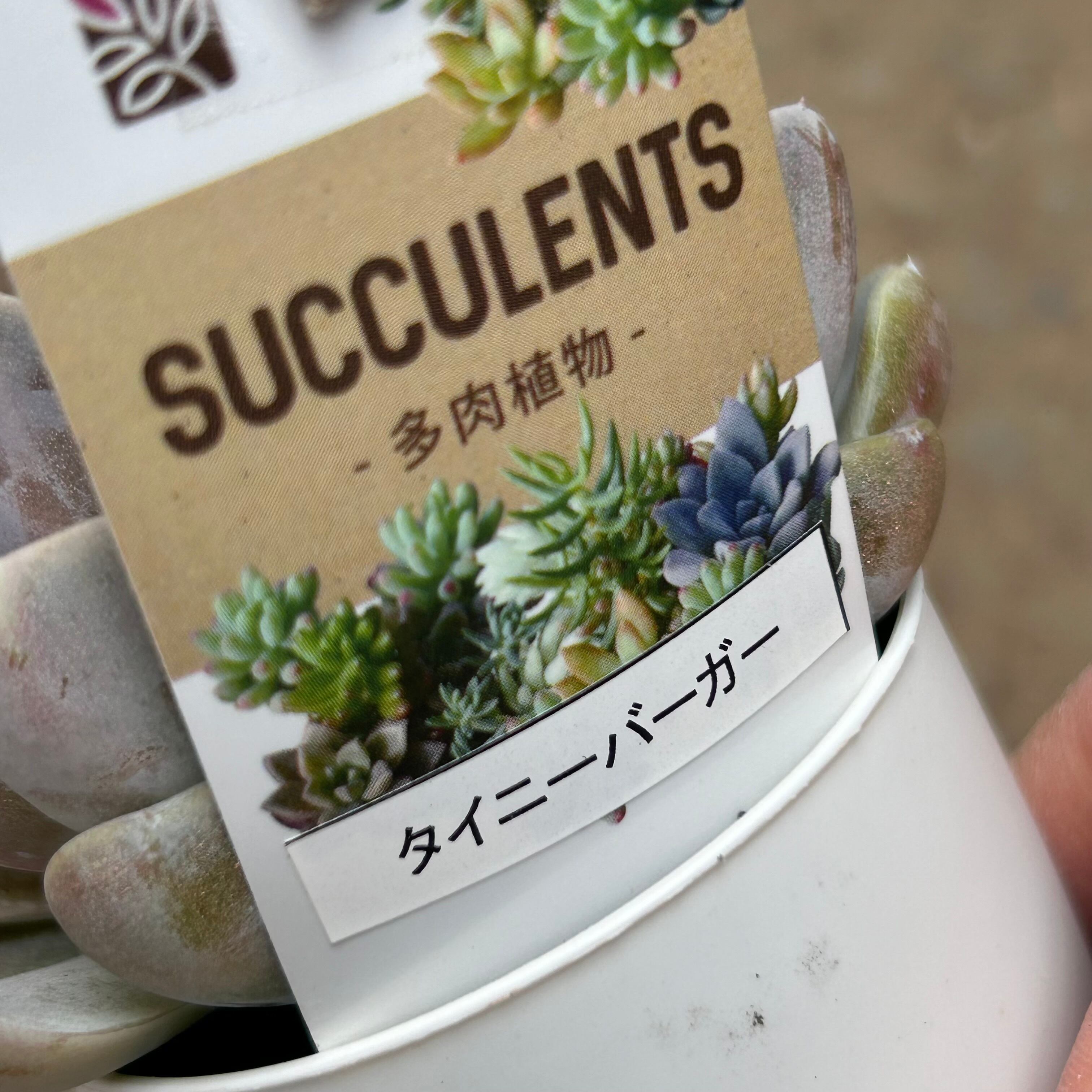 タイニーバーガー | RuPo 多肉植物専門店