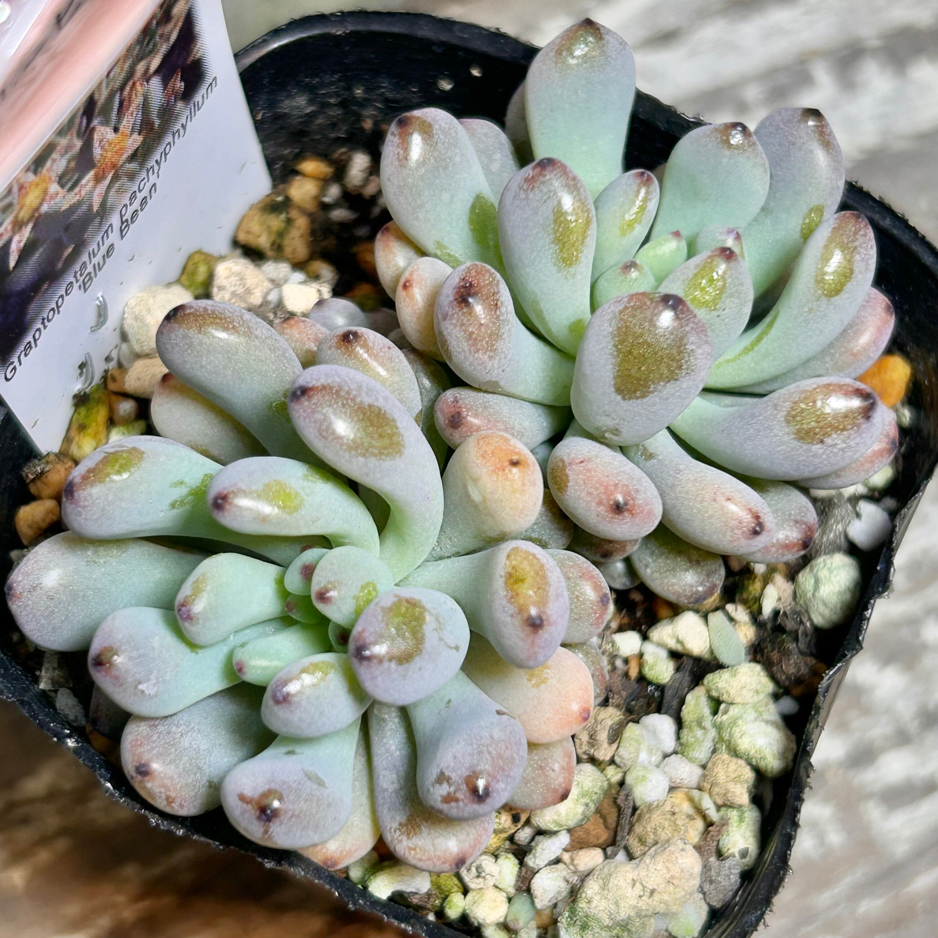 りんご火祭り | RuPo 多肉植物専門店