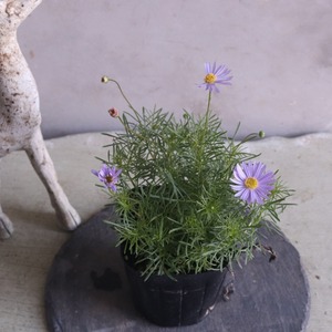 ブラキカム　細葉｜花期が長い寄せ植えにオススメ 　新築、開店、退職のプレゼントにもオススメ　