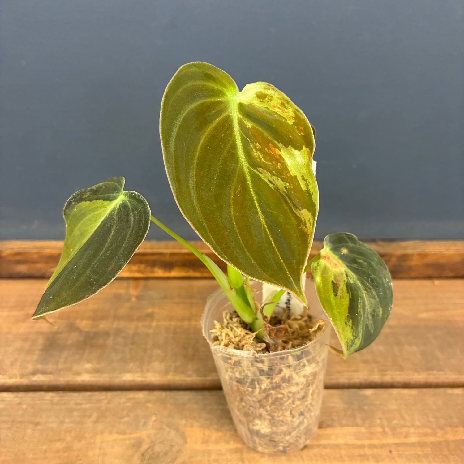 JN】フィロデンドロン メラノクリサム 斑入り【848】 | PROTOLEAF