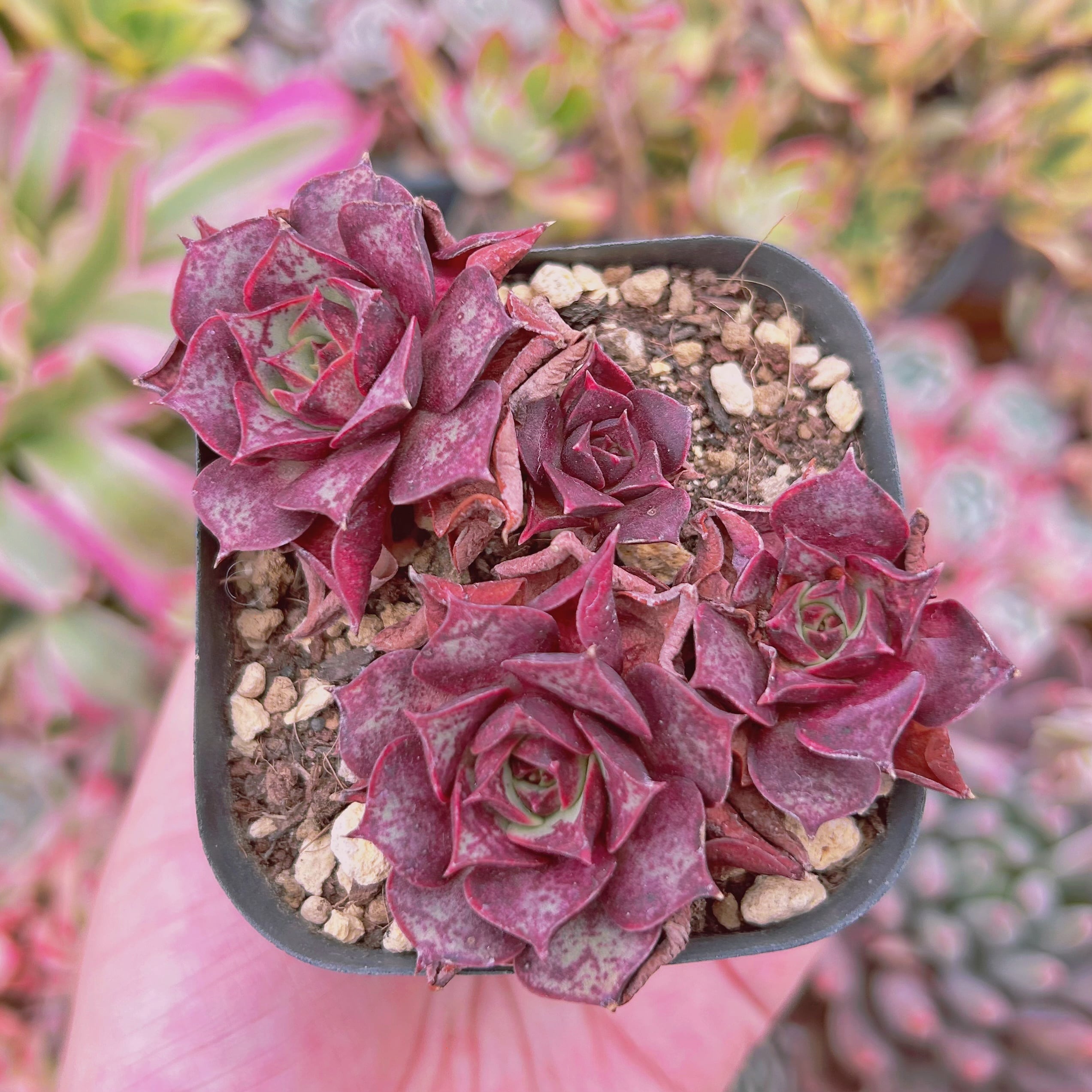 017#現物　多肉植物　Echeveria  ロンギシマ