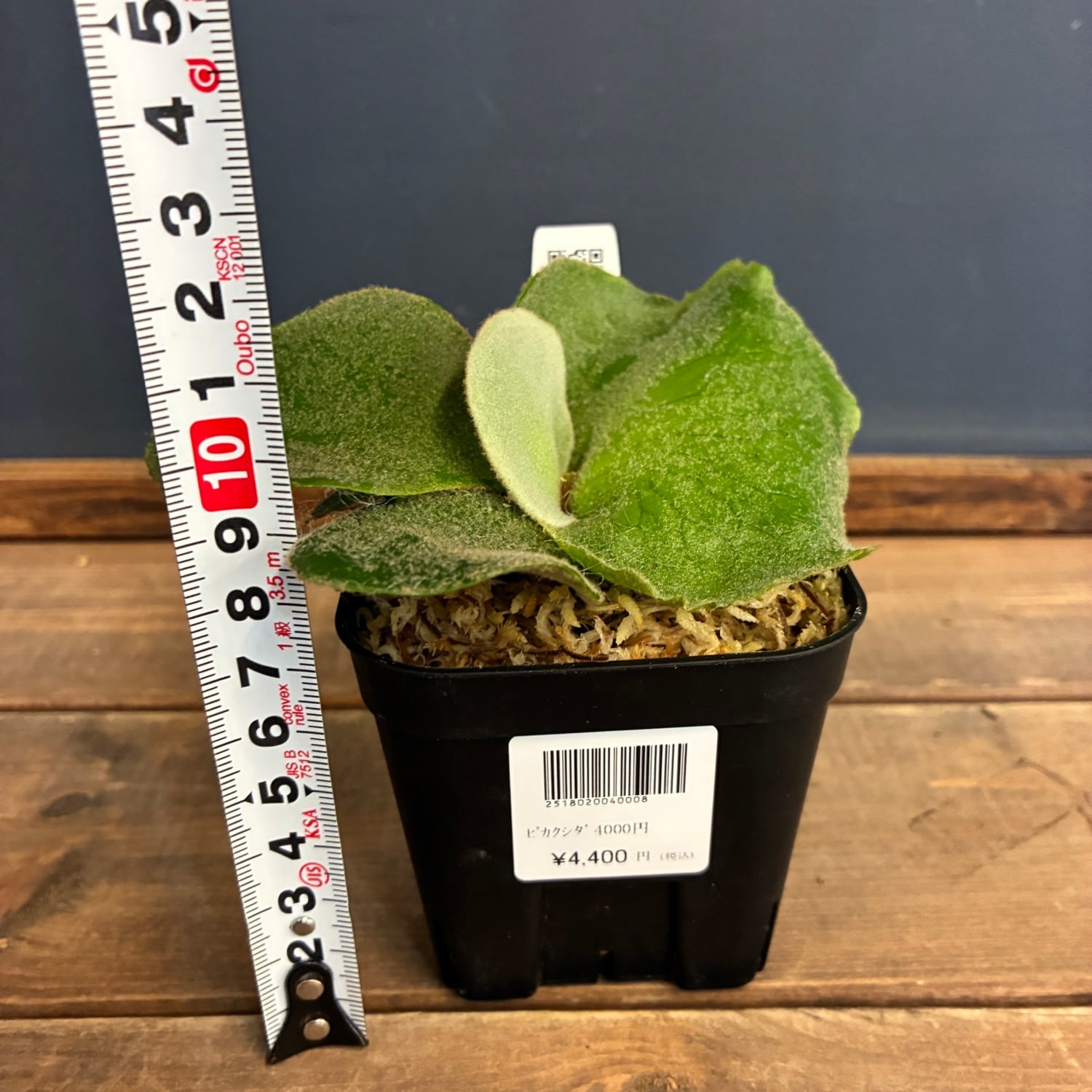 ビカクシダ P. andinum【640】 | PROTOLEAF プロトリーフ