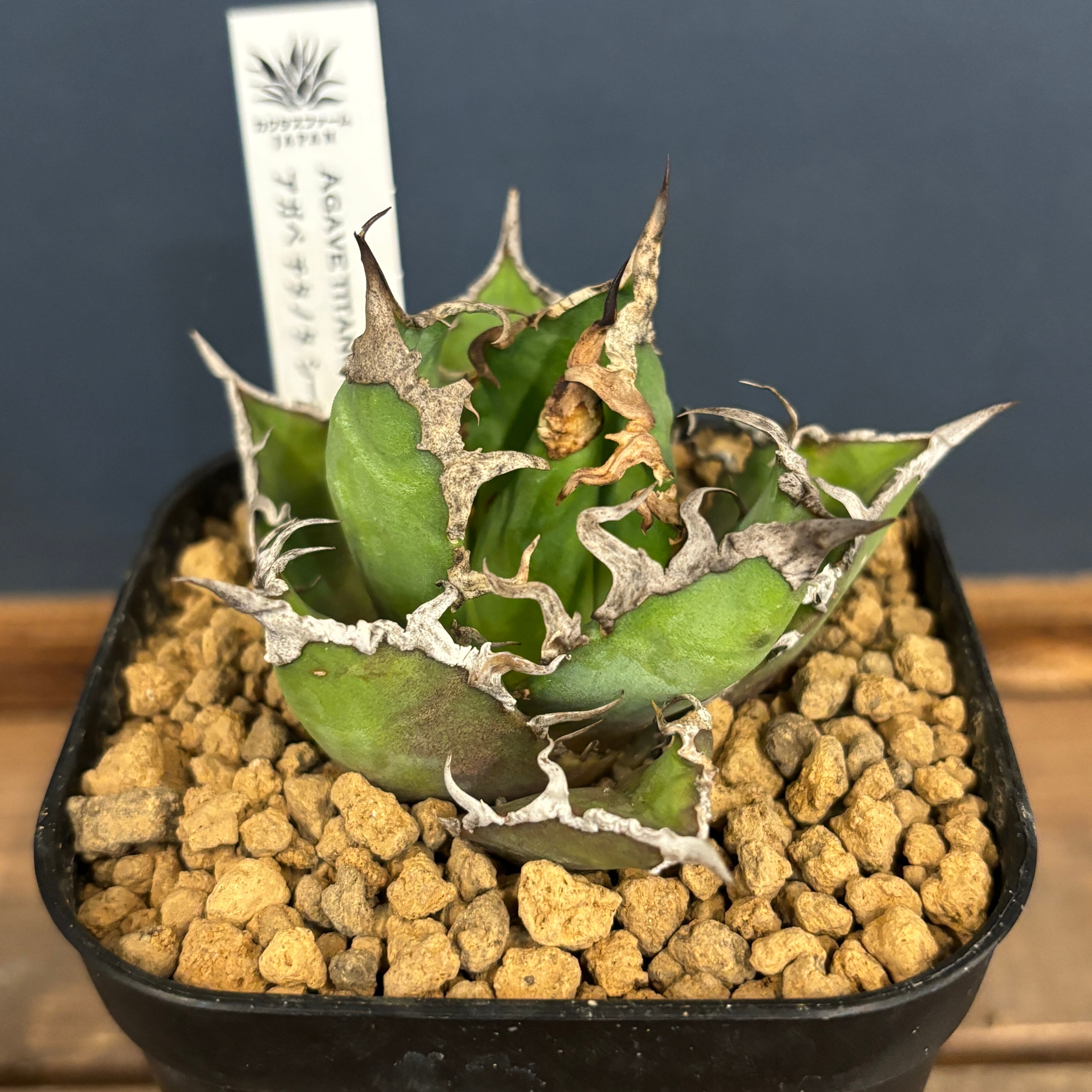 アガベ チタノタ シーザー【96】