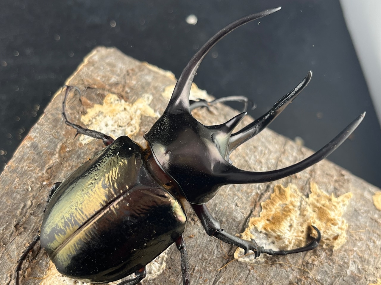 【WD】《ミンダナオアトラスオオカブト マラグサン産 90mm ペア》