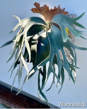P.Wanna Siqi Pup【artPLANTs/PLANTS GARAGE 】ビカクシダ#Platycerium ビカクシダ#Platycerium