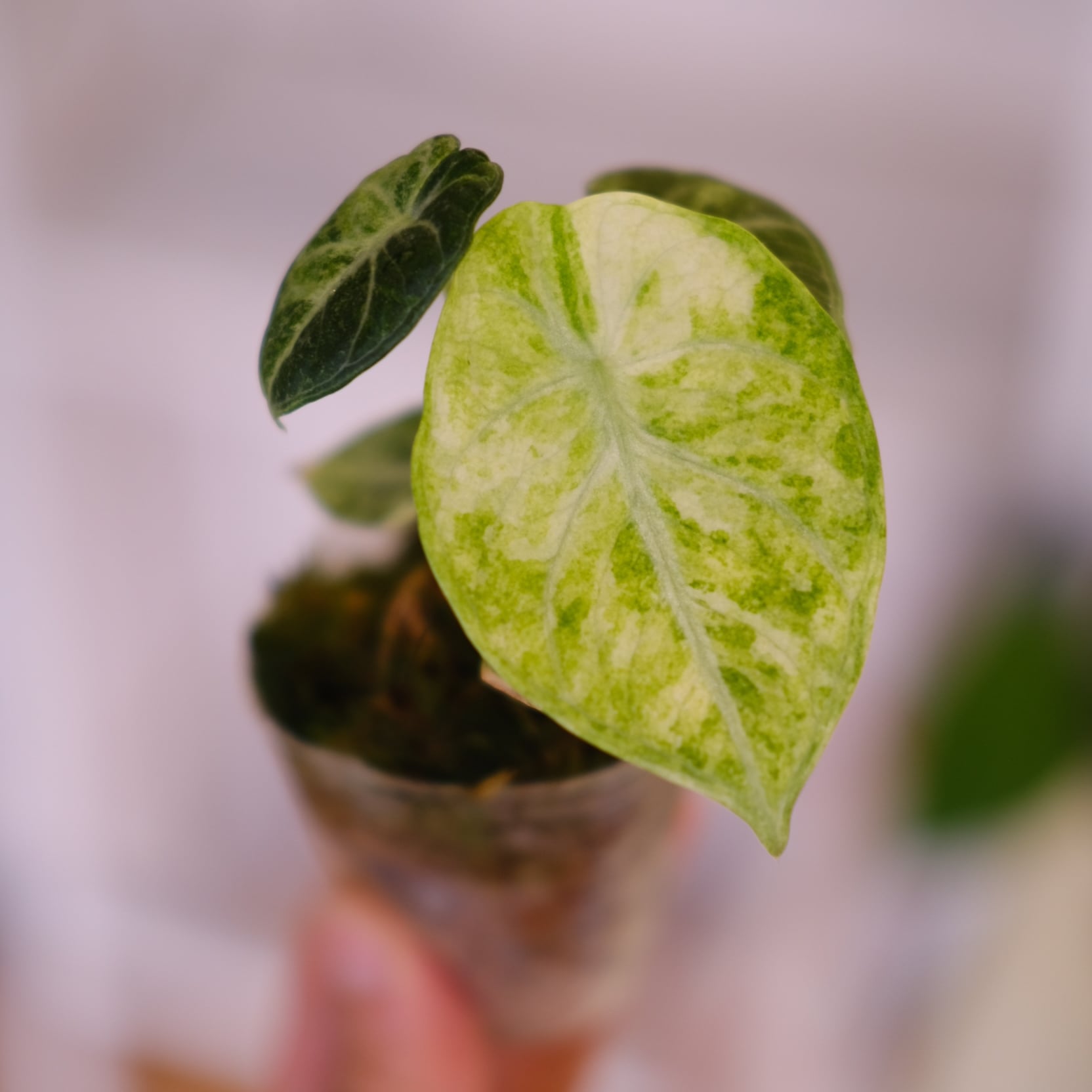 アロカシア / Alocasia | tokyoplants / 観葉植物専門店