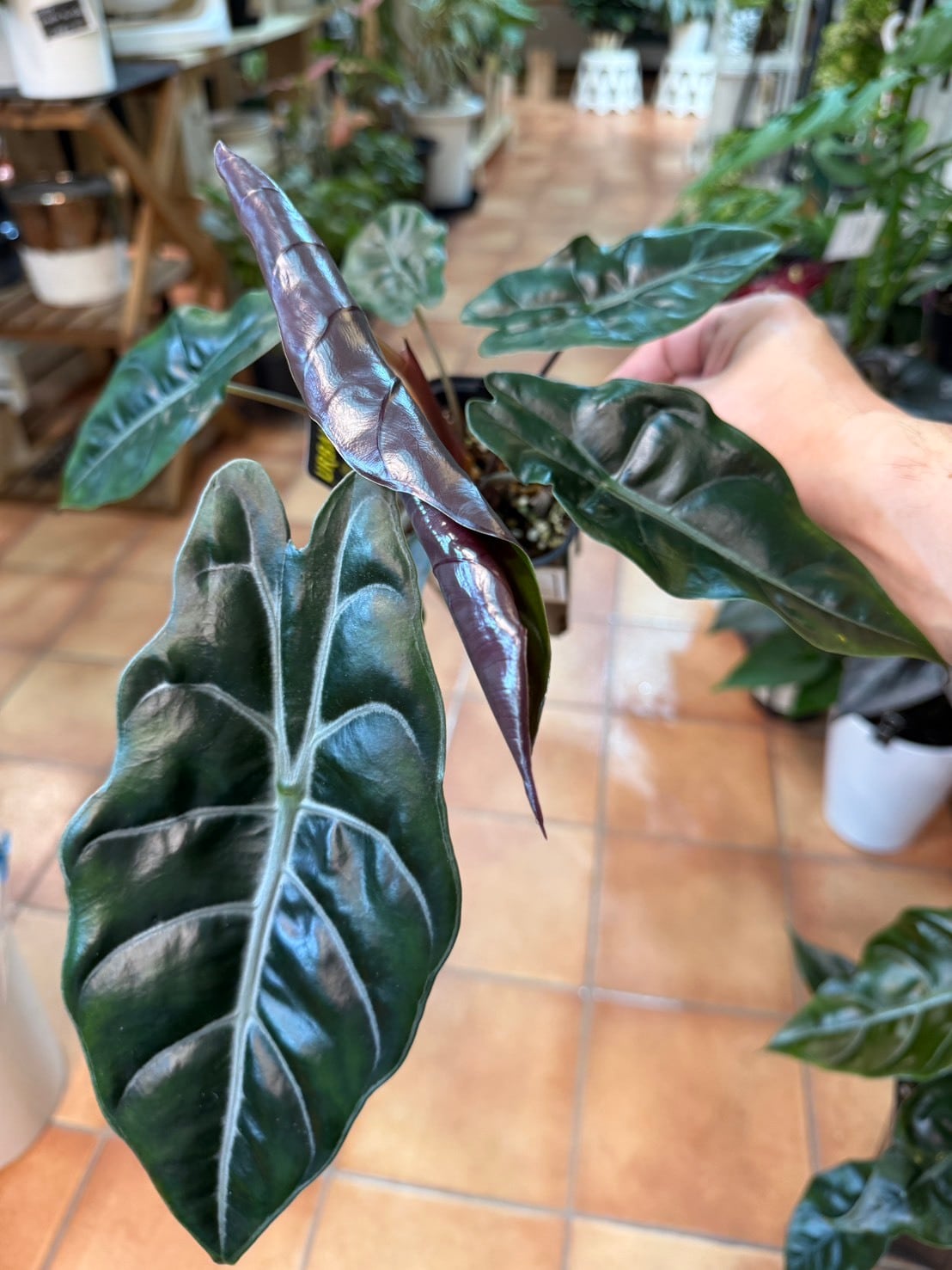 アロカシア・シャントリエリ 3.5号 | 観葉植物と雑貨のお店 VIVAGREEN
