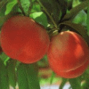 【桃】あかつき ３㎏（8ｰ10個） ＜ 8月初旬頃の限定品♬＞ Peach "Akatsuki"