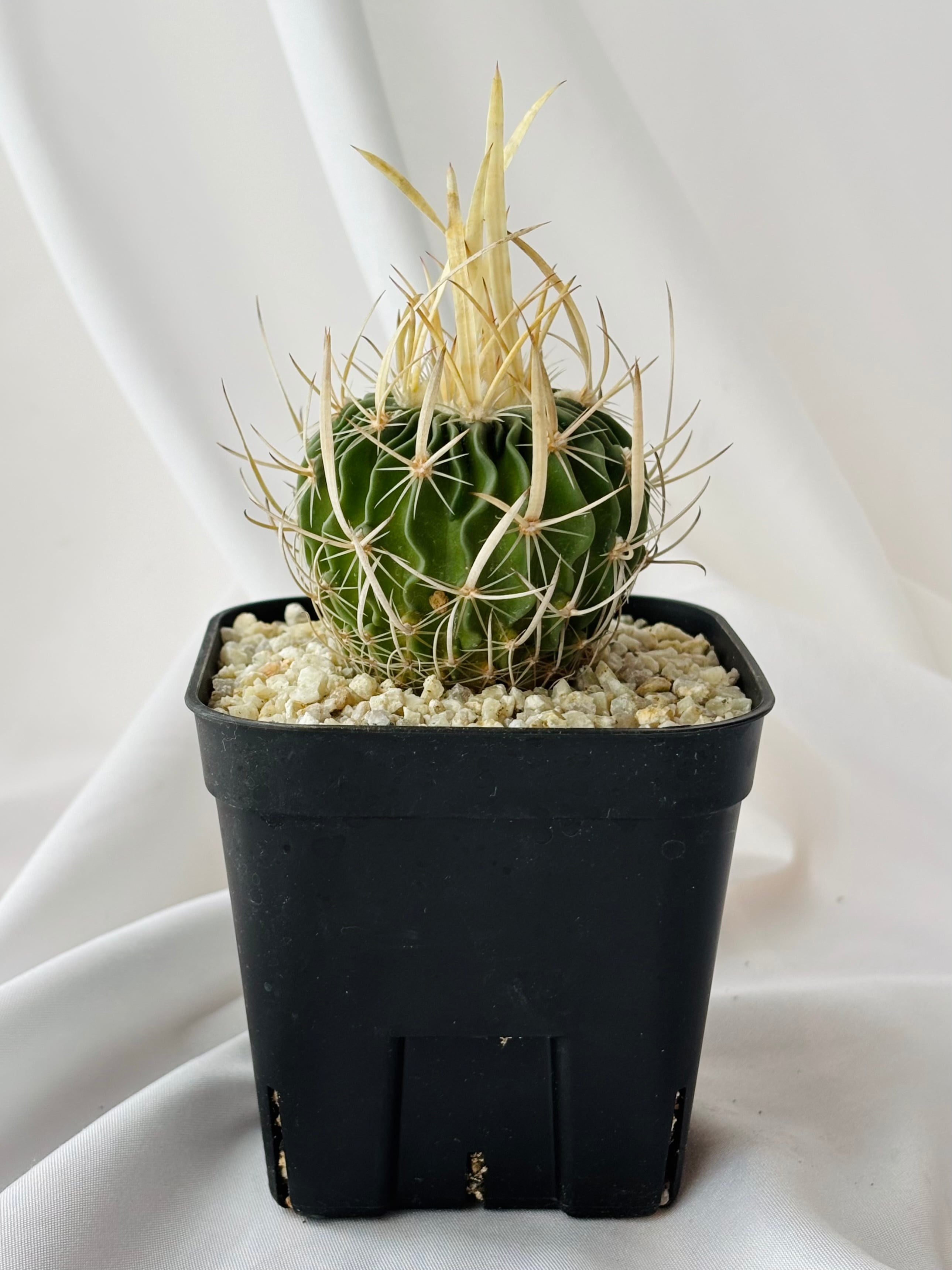 Echinofossulocactus エキノフォスロカクタス 長刺振武玉 サボテン