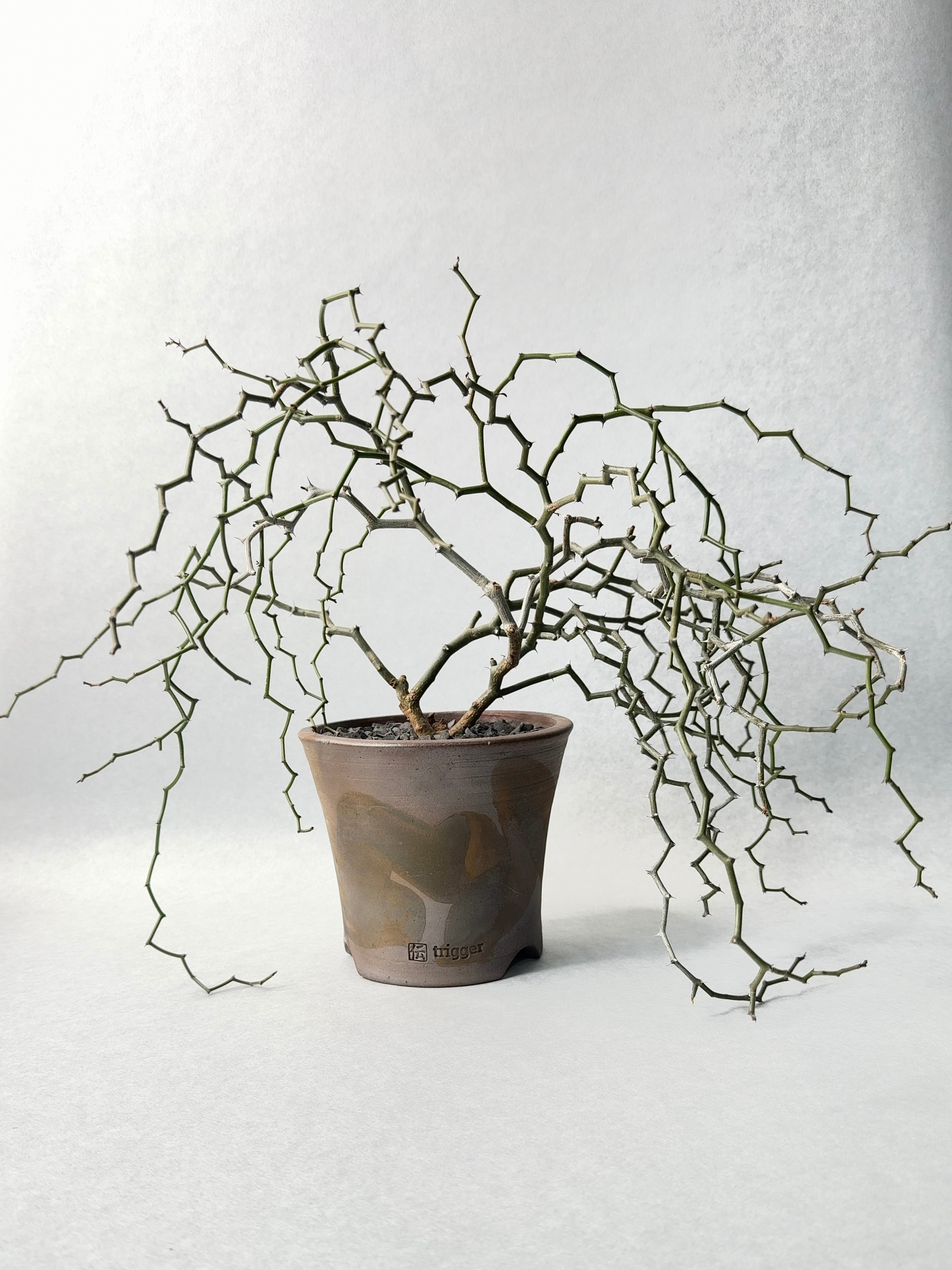 デカリア・マダガスカリエンシス