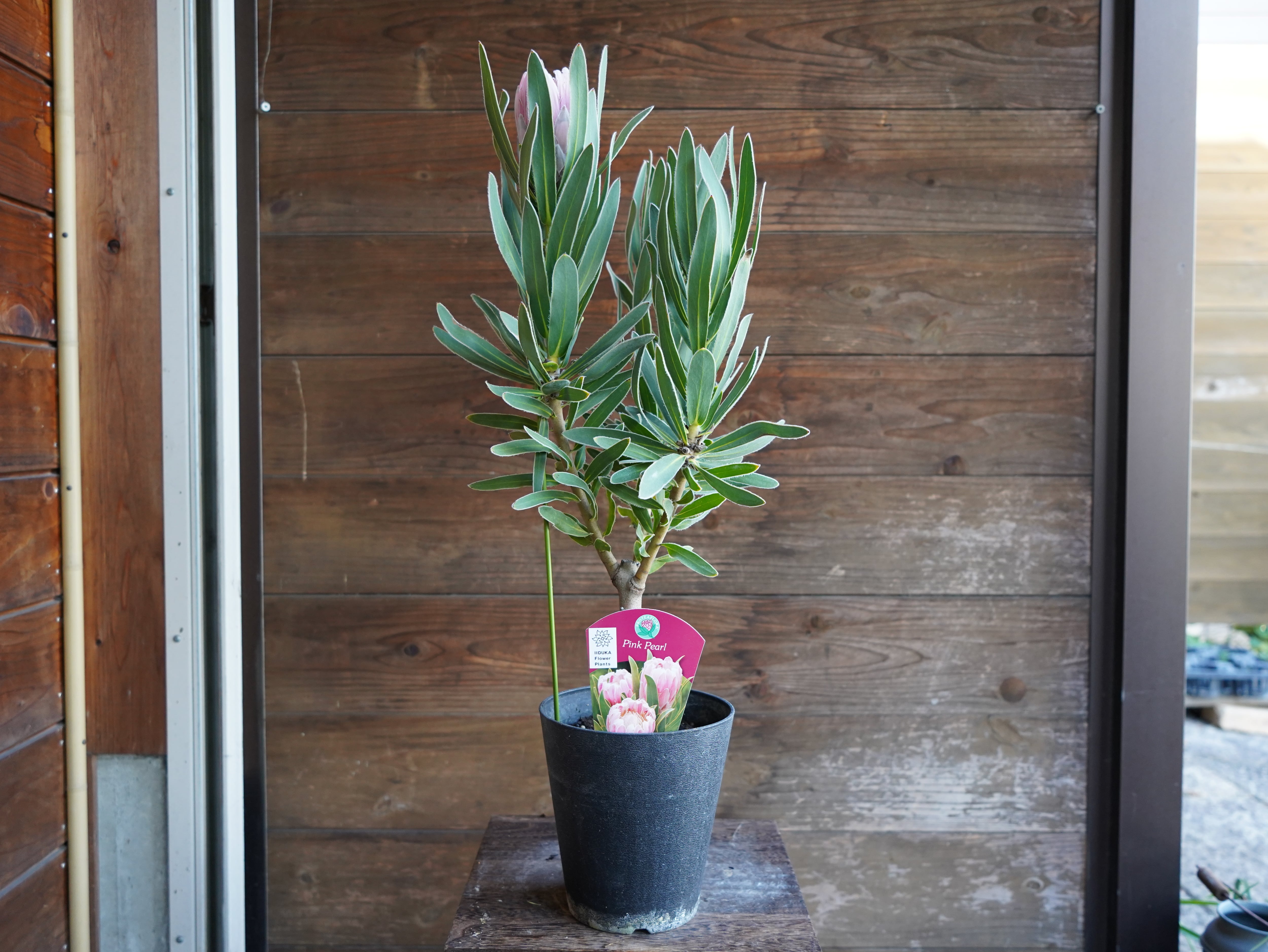 【現物】プロテア　"ピンクパール"