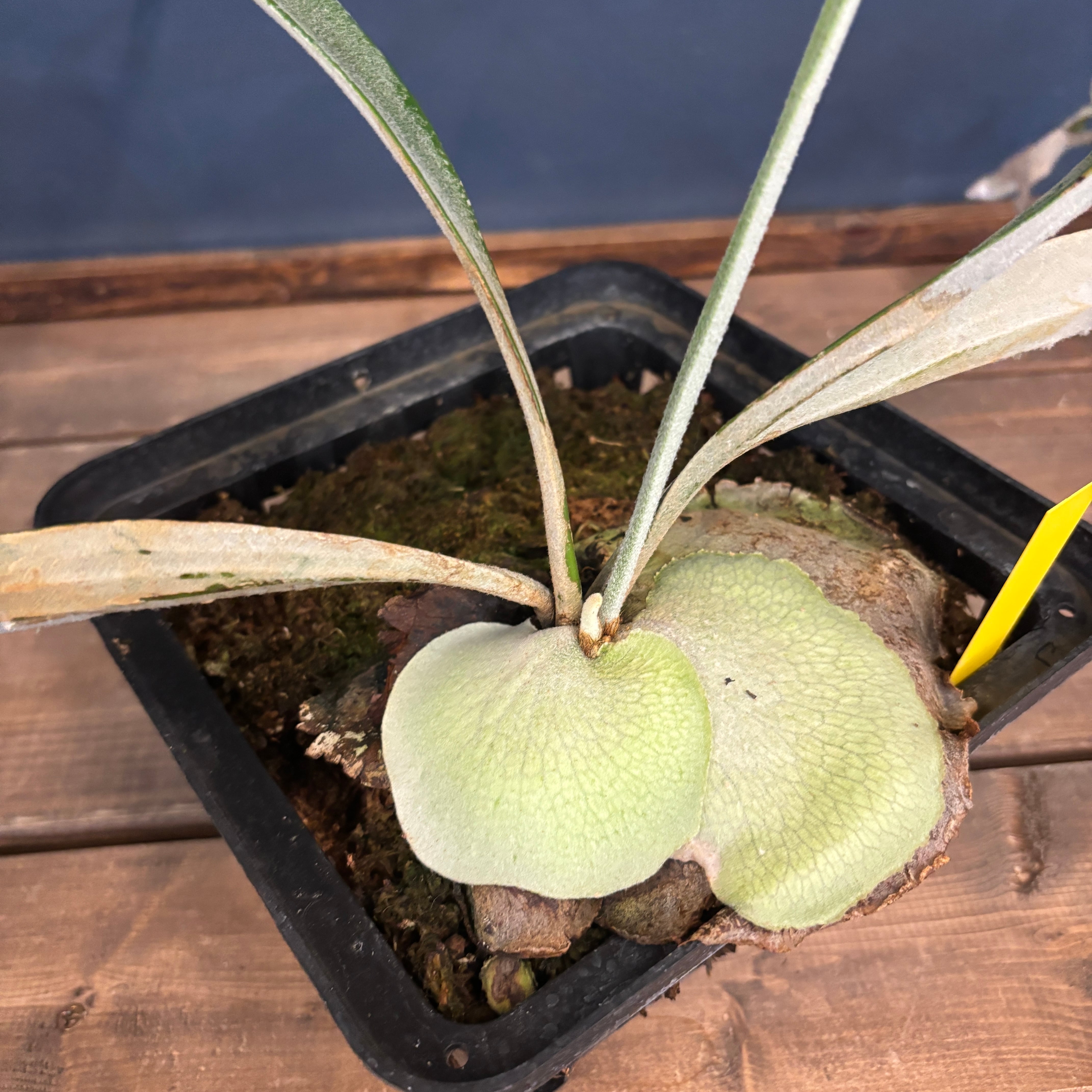 クリアランス】ビカクシダ アーバンリバー P.veitchii Auburn river