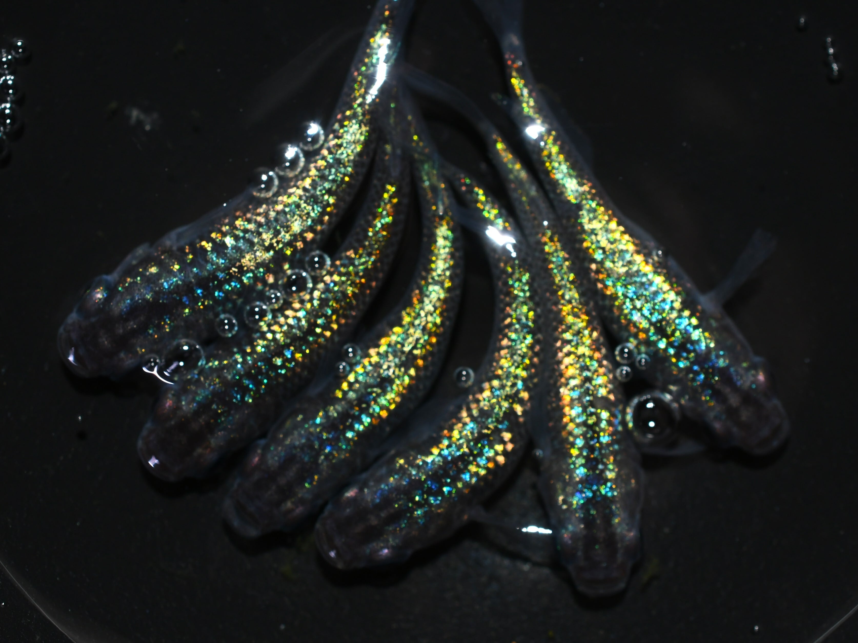 サファ王【成魚販売】2ペア | Pay ID