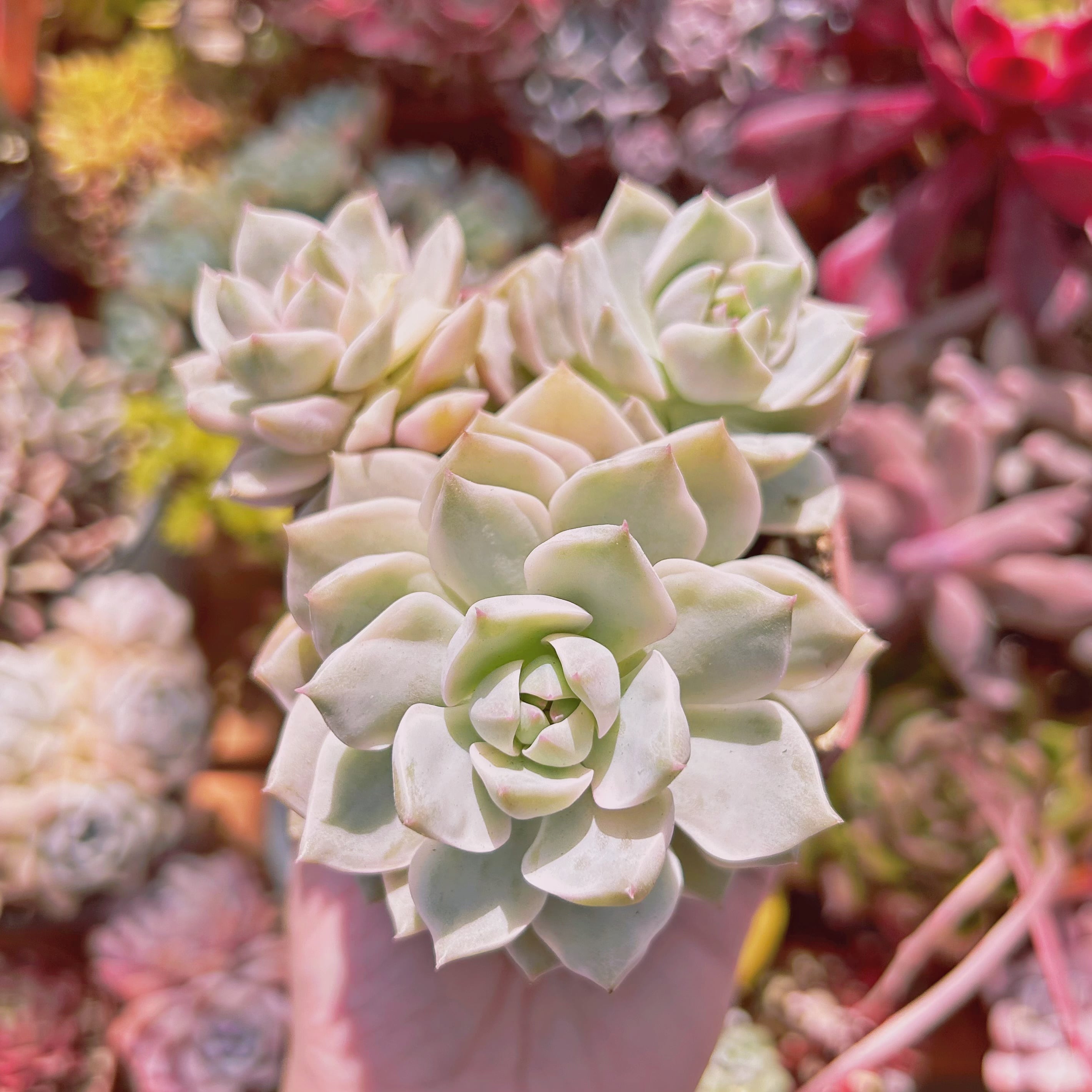 #341現物　多肉植物　白牡丹錦　特大