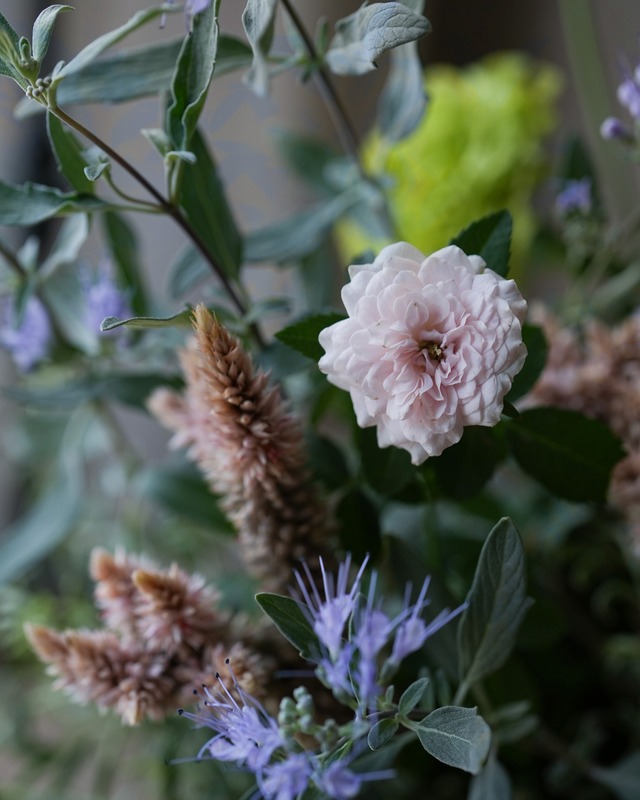 【花苗セット】トルコキキョウとケイトウの淡い色の秋の花苗セット