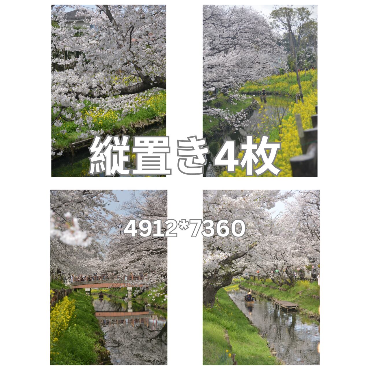 デジタル写真素材 4枚組 「さくら咲く川越・2」サイズ 長編7360px×短辺4912px