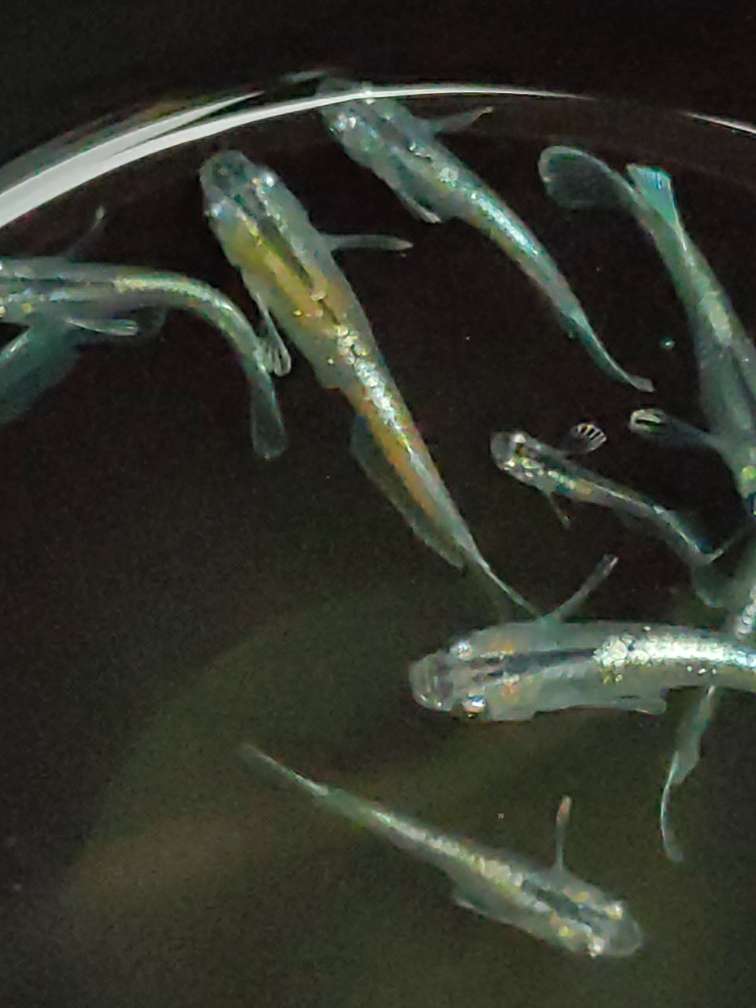 【愛乃巣】　フラワータイガー★☆写真水槽より若個体選別落ちランダムセレクト　　5匹