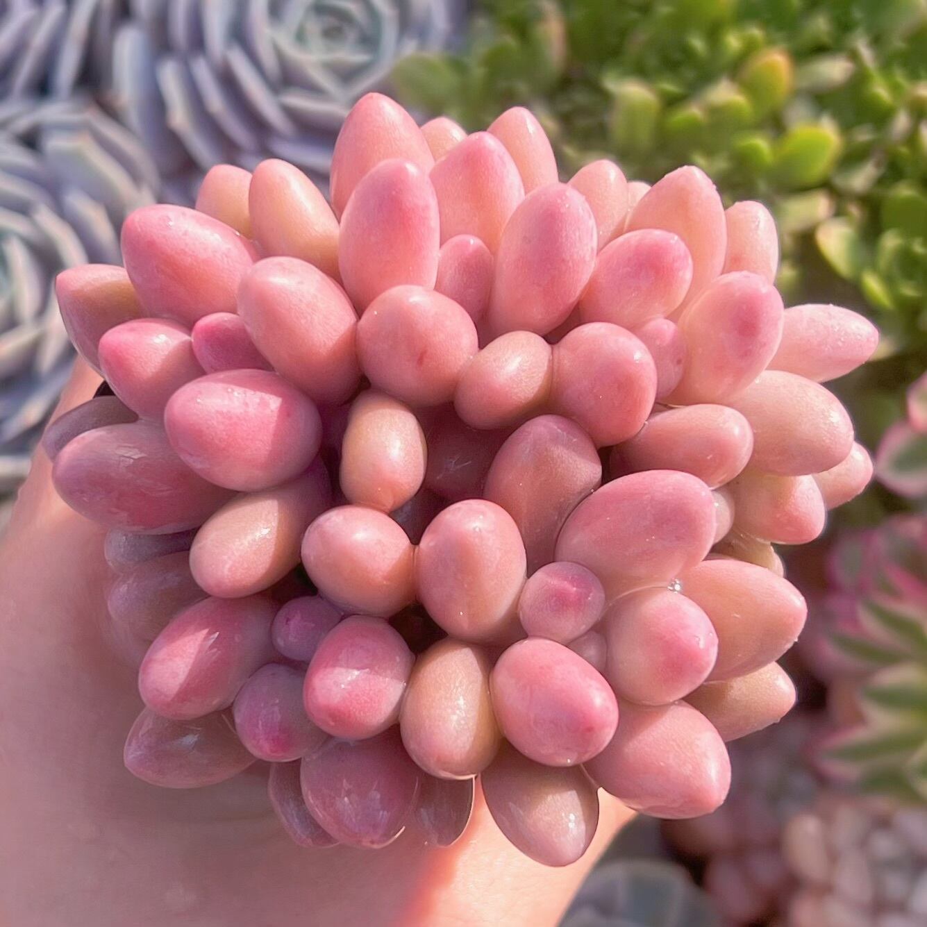 現品　ビューティーフィンガー#046　群生　るる農園