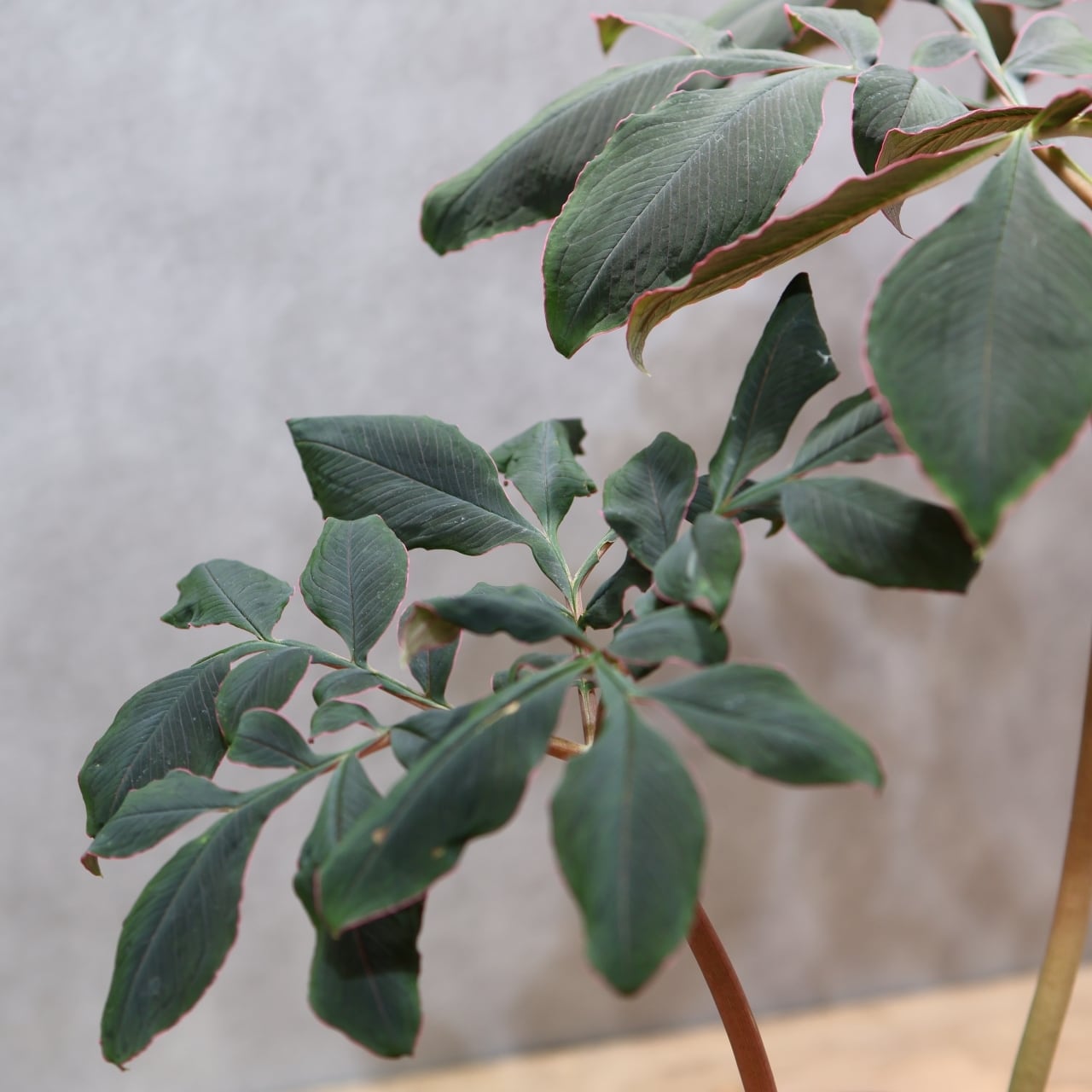 333 怪植物の美『アモルフォファルス・アトロビリディス』観葉植物