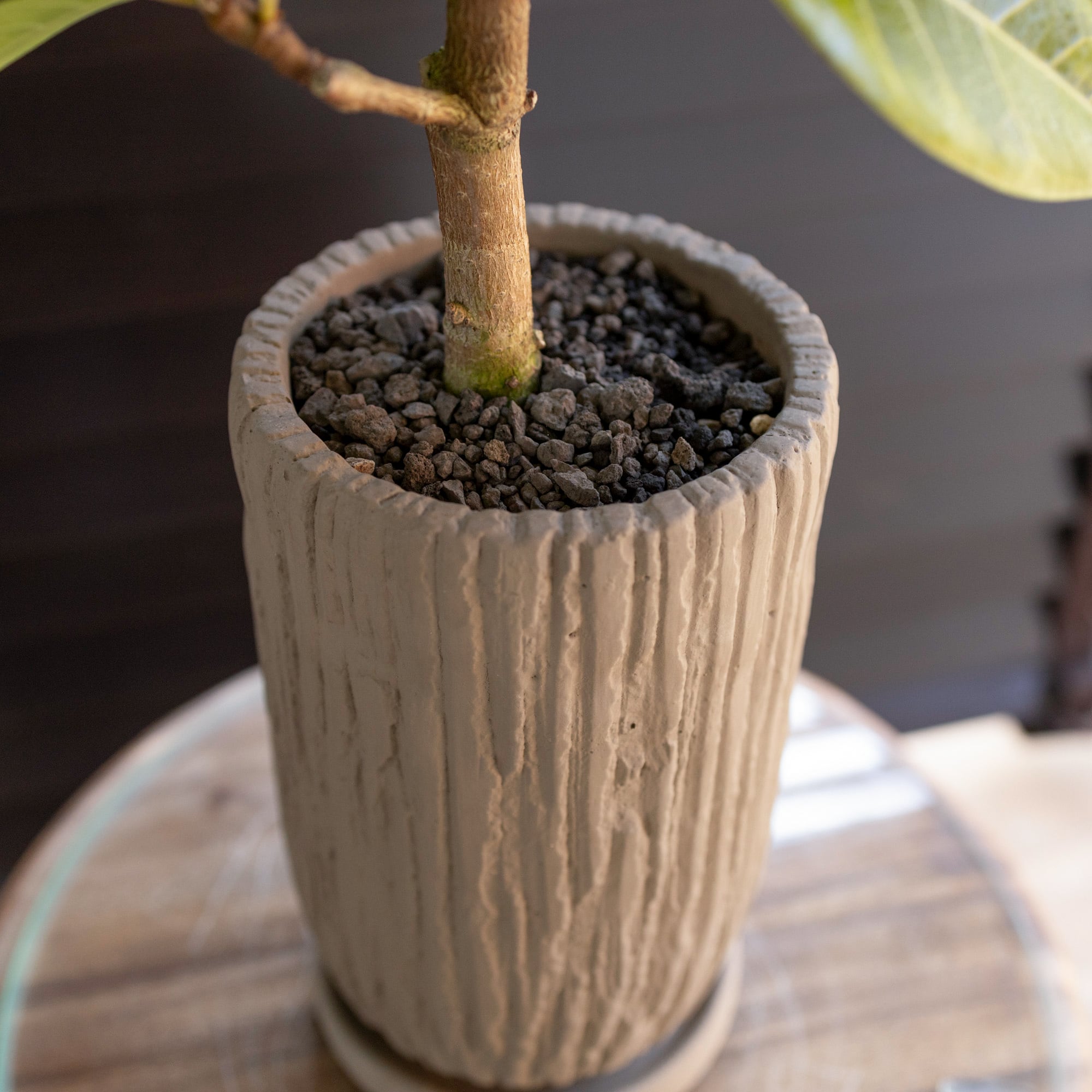 フィカス アルテシマ Altissima 4号 セメントロングポット 観葉植物