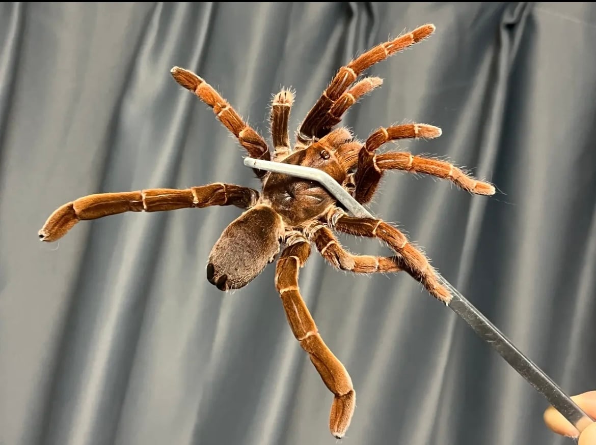 タランチュラの飼育書図鑑 ムカデセンチピードサソリモドキ蜘蛛ツリー