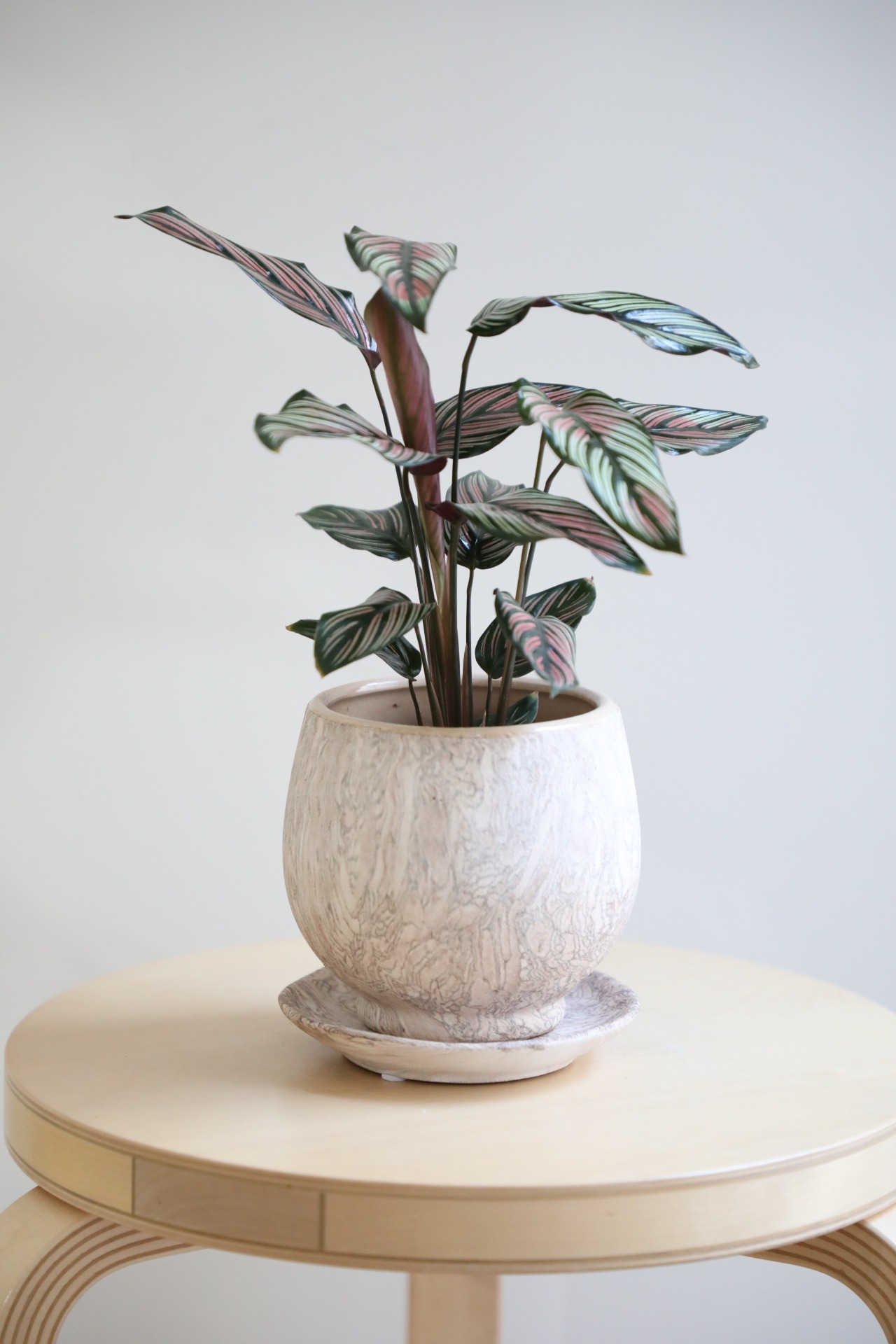 【M】カラテア ホワイトスター/Calathea White star