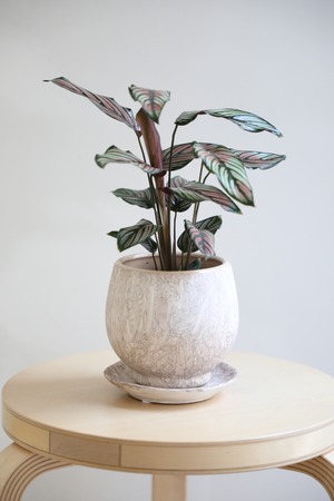 【M】カラテア ホワイトスター/Calathea White star