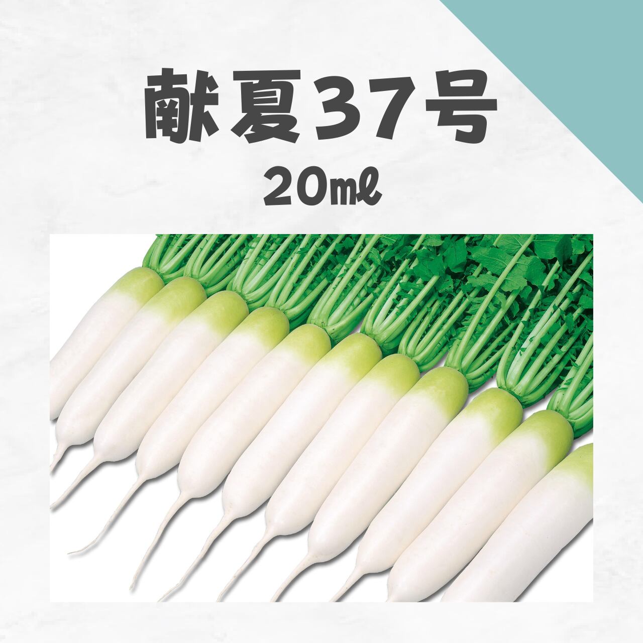 献夏37号 ダイコン種子・20ml
