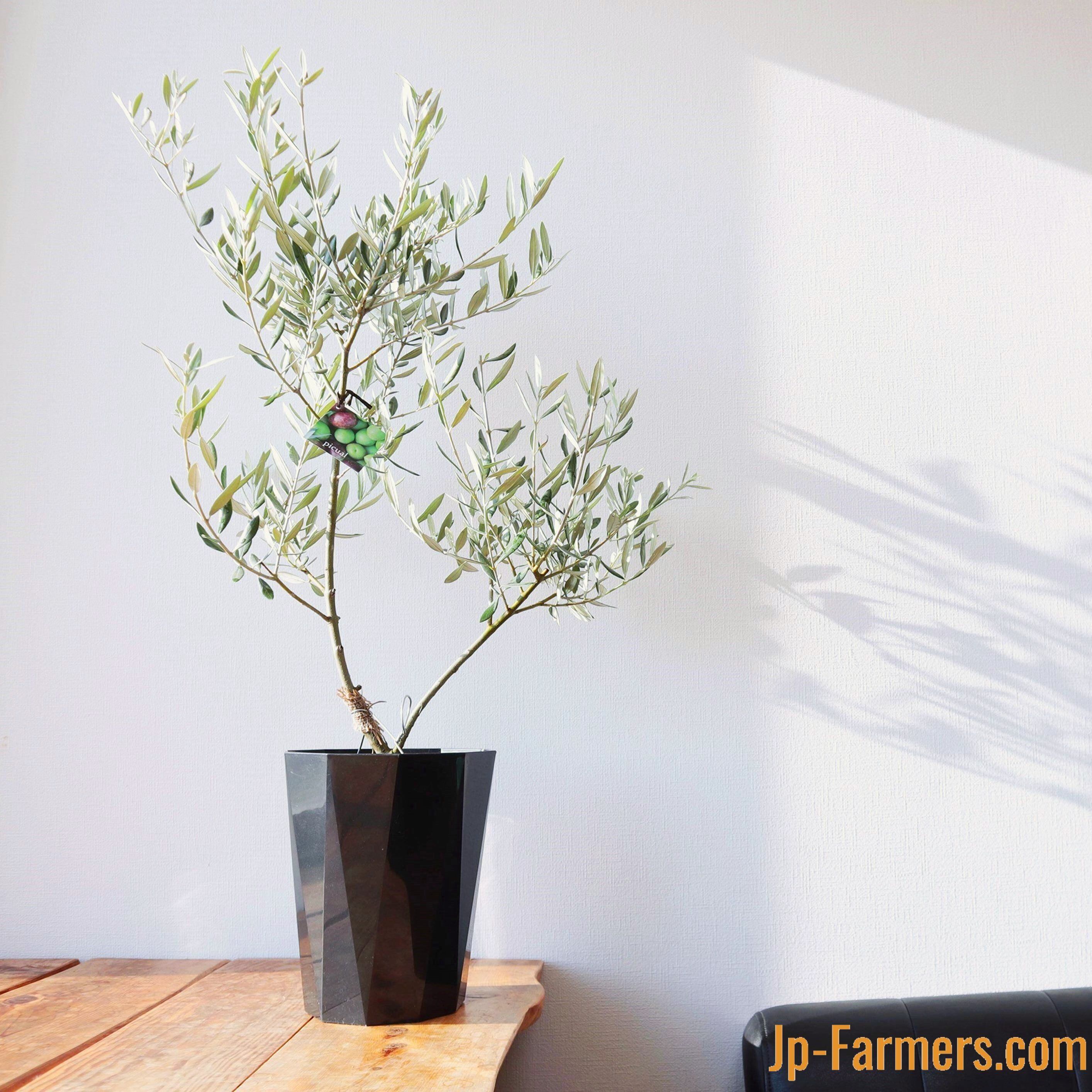 香川県 ｓｏｕｊｕ オリーブ鉢 6号 選べる鉢カバー付き Jp Farmers Com