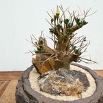 Othonna euphorbioides【オトンナ・ユーフォルビオイデス　with POT】