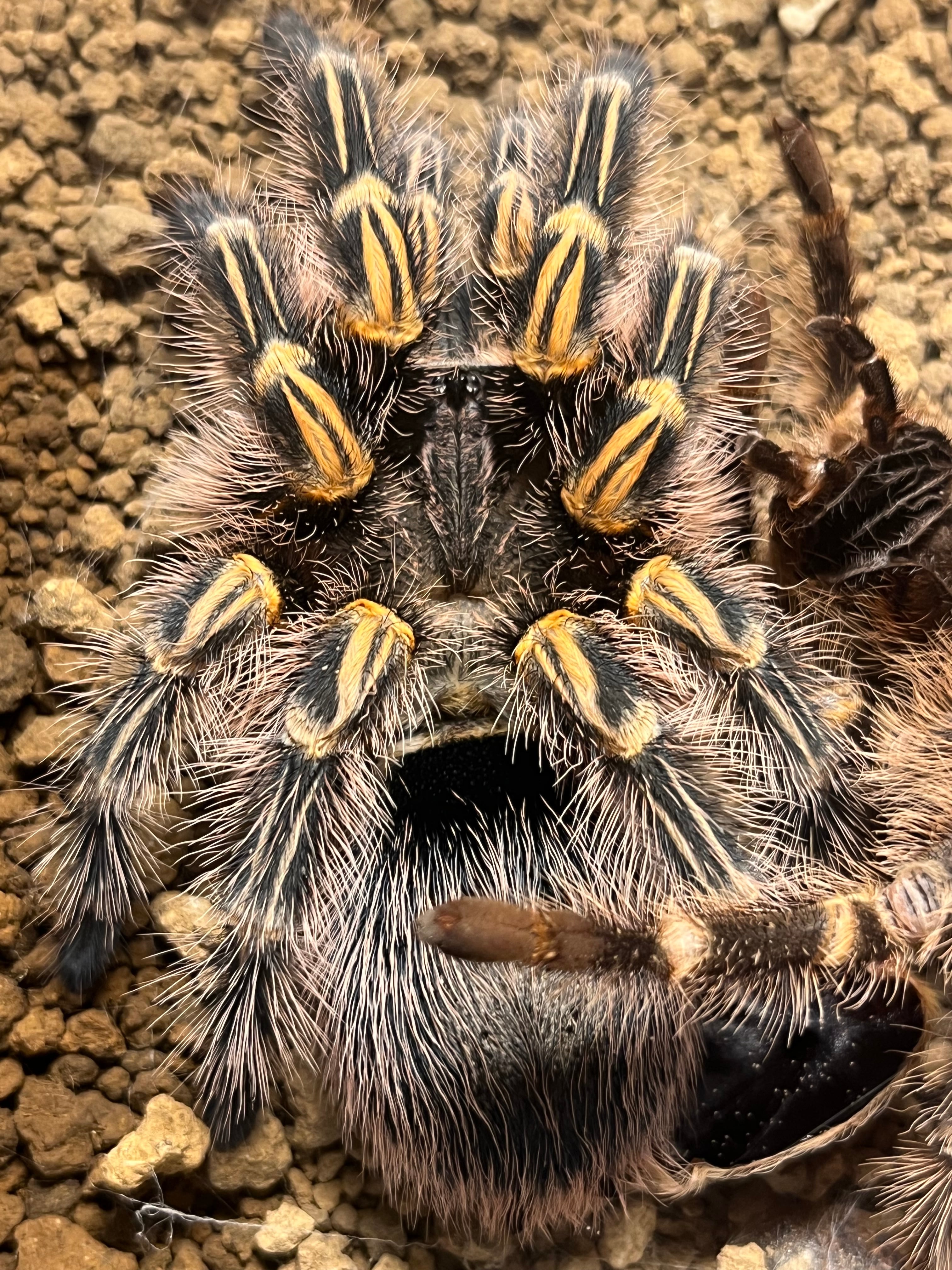 その他 Tarantula 4L 特大♀】チャコジャイアントゴールデンストライプニータランチュラ