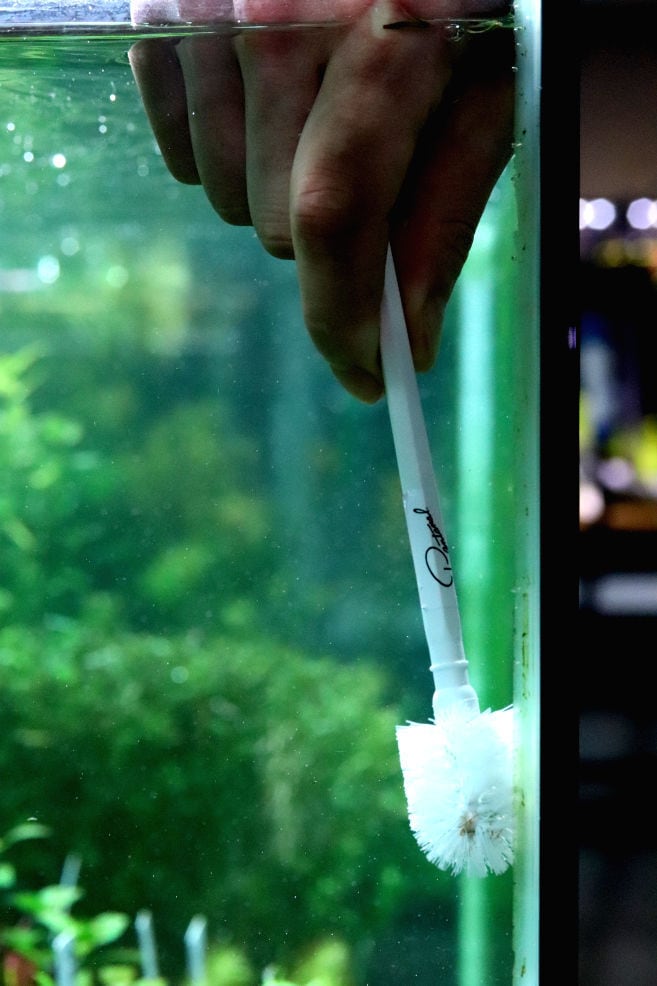 コケとりちゃん | aquarium shop earth