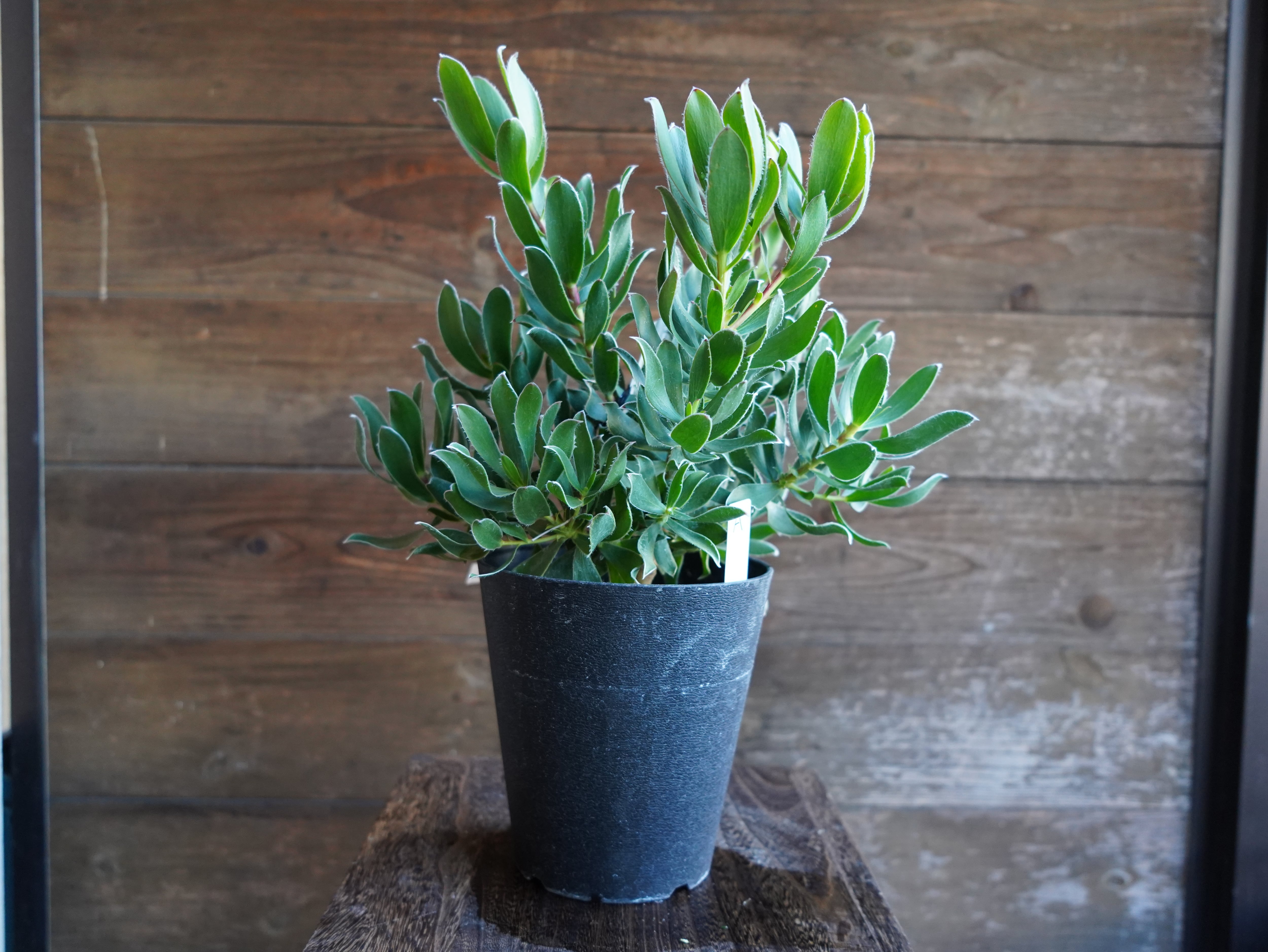 【現物】リューカデンドロン　"Guaqula"　A