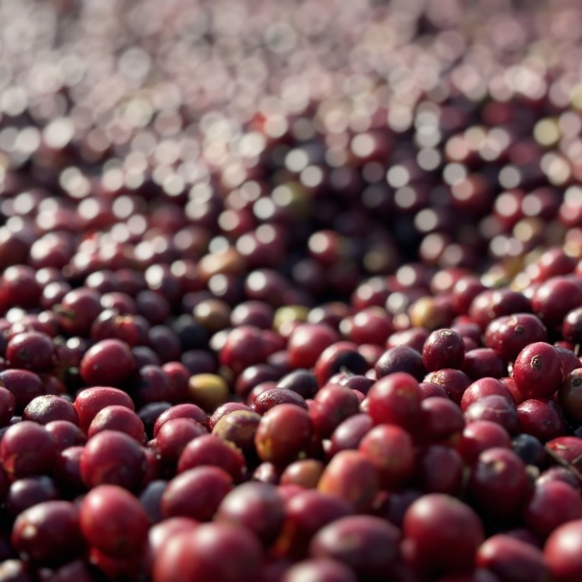 【200g】エチオピア　イルガチェフェ　アリーチャ　ナチュラル　G1