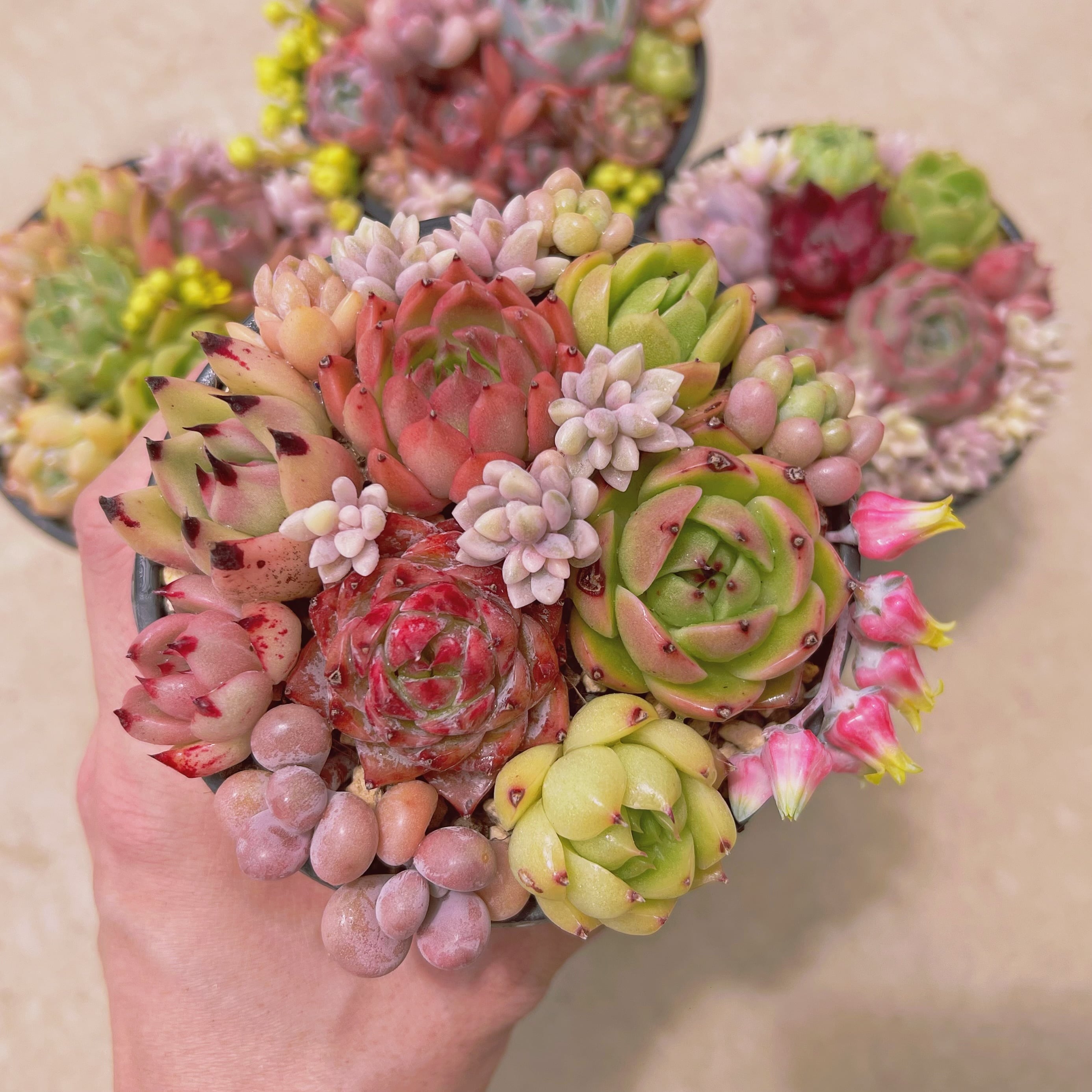 寄せ植えセット3023