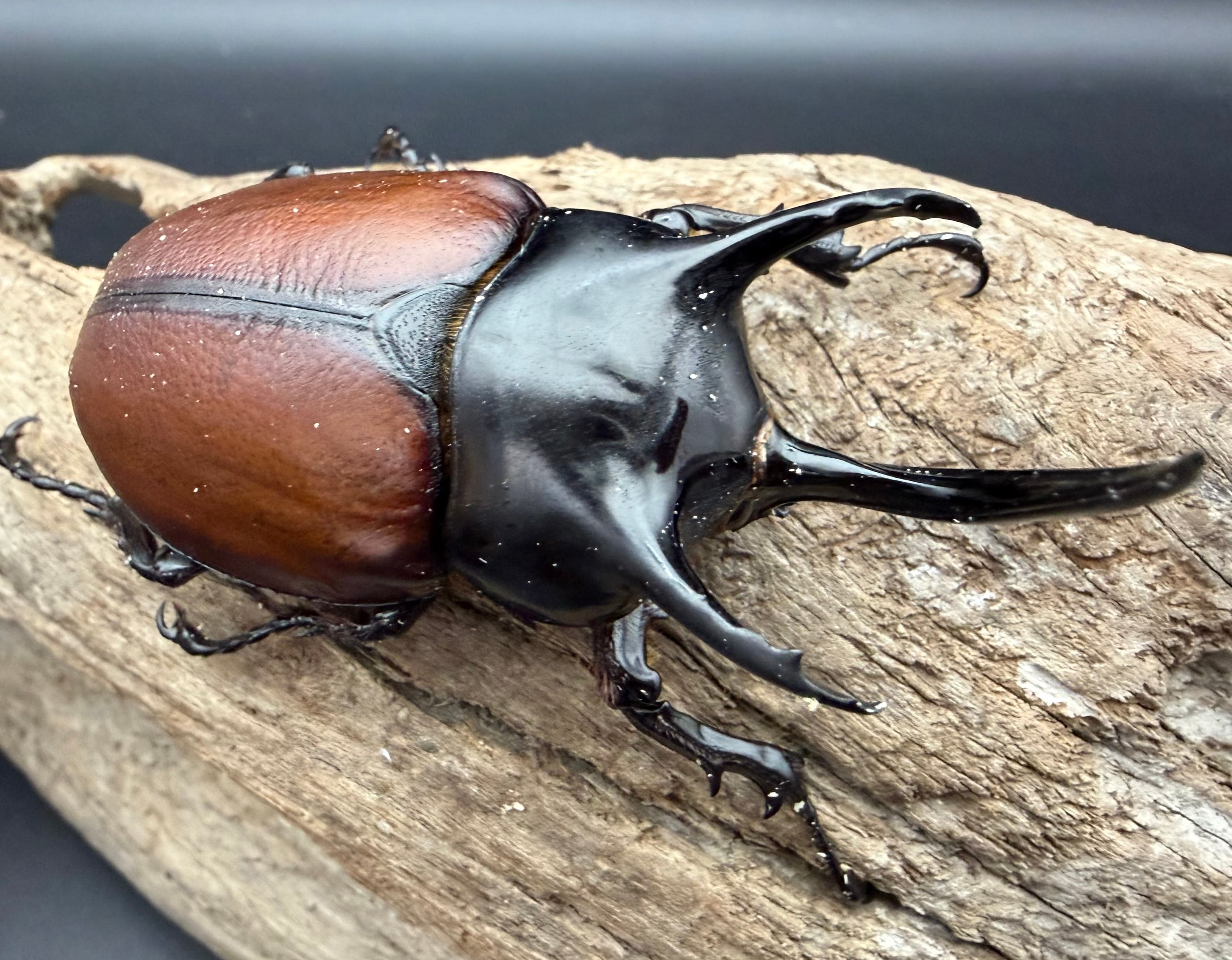 WD】《エラフスホソアカクワガタ 88.5mm ペア》 | KPW公式オンライン