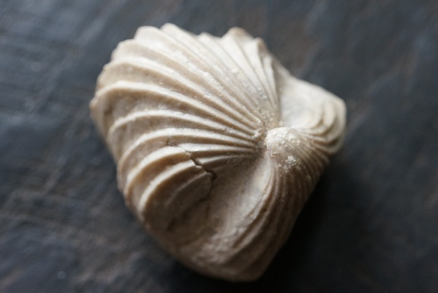 Burmirhynchia Decorata　化石 ⑨