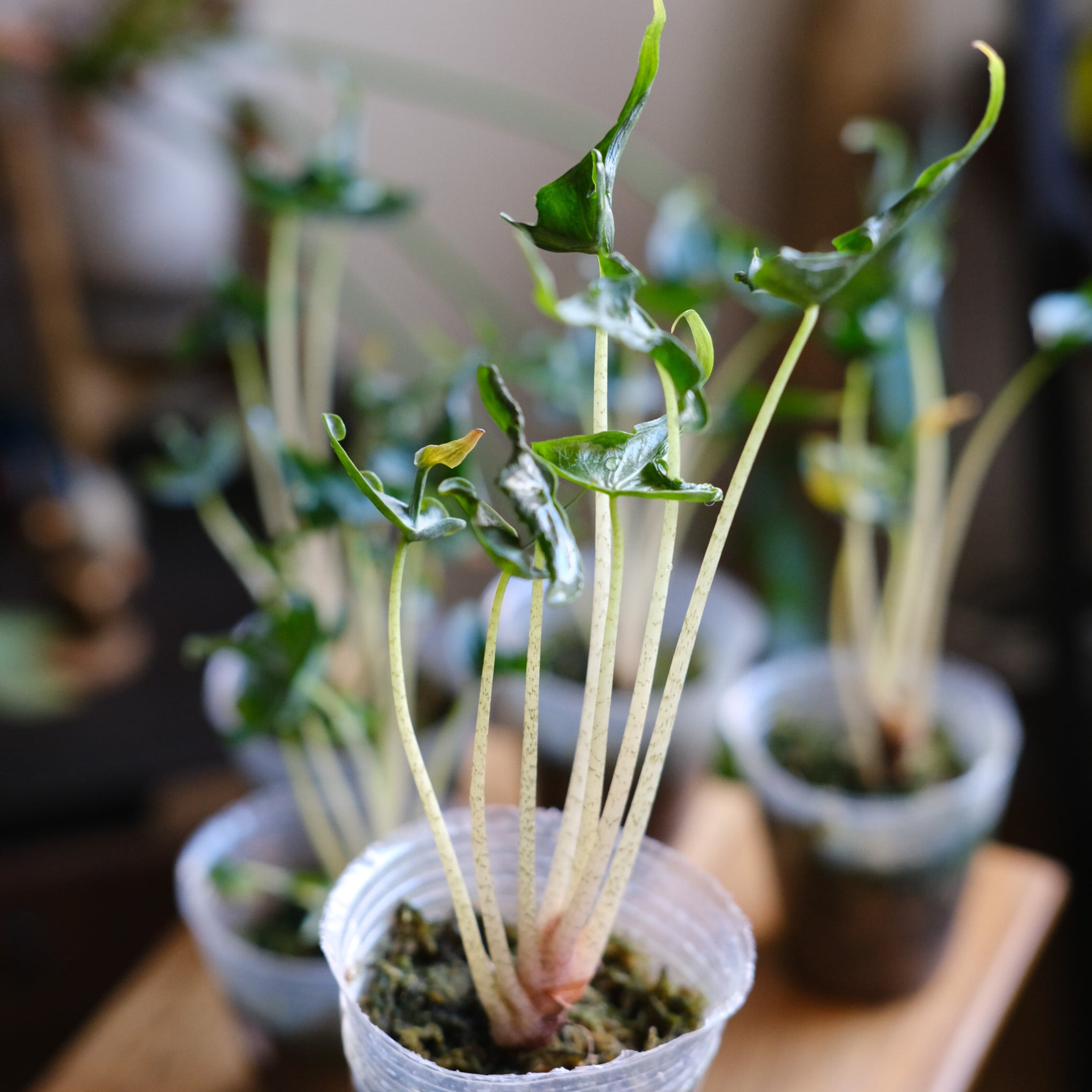 アロカシア　ホーリーグレイル SELECT STOCK> Alocasia 'Holy Grail'｜アロカシア・ホーリーグレイル